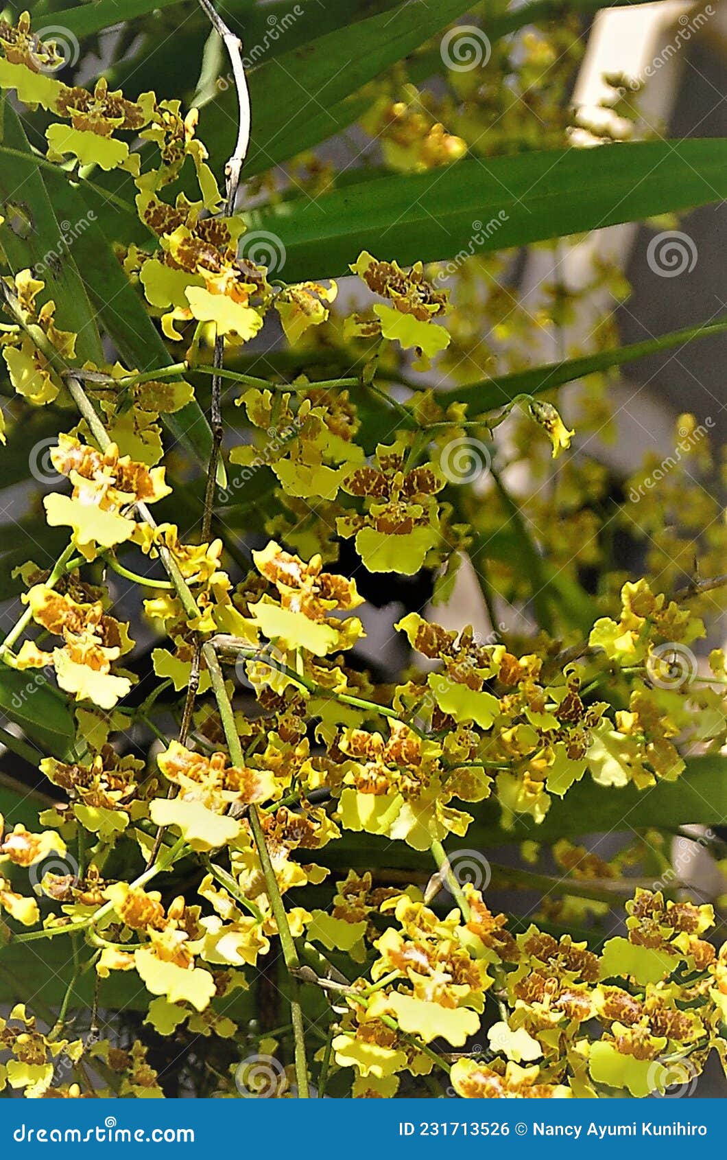 Orange Oncidium Orchid Stock Photos - Free & Royalty-Free Stock Photos from  Dreamstime