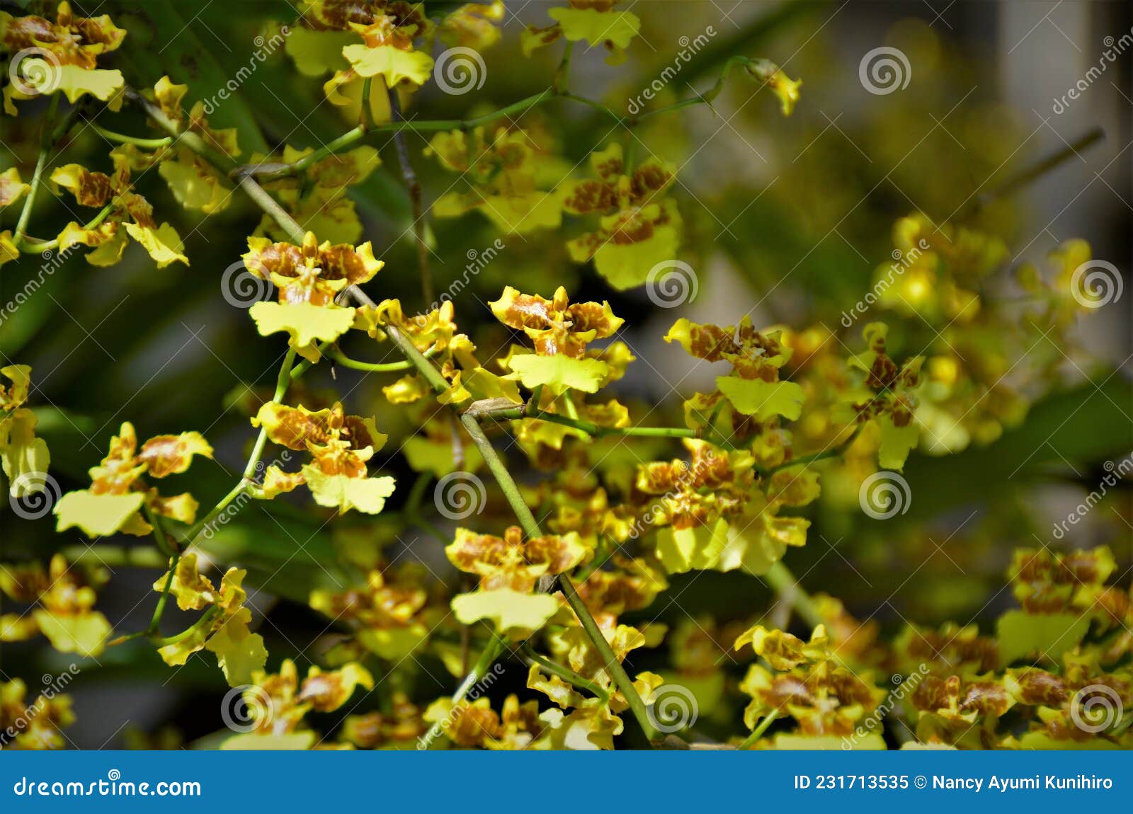 yellow oncidium orchid flowers