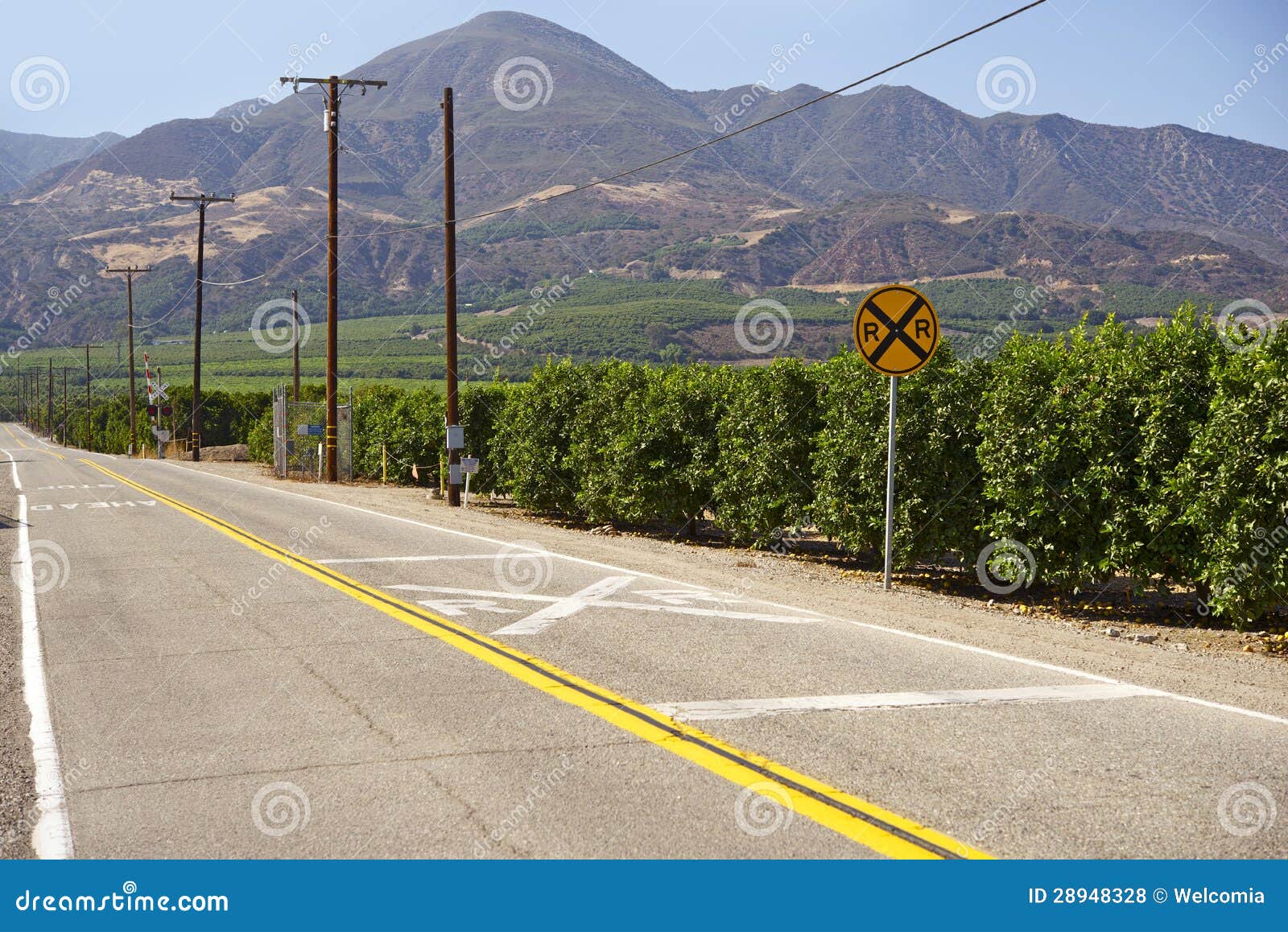 Orange Trees in California stock photo. Image of nature 28948328