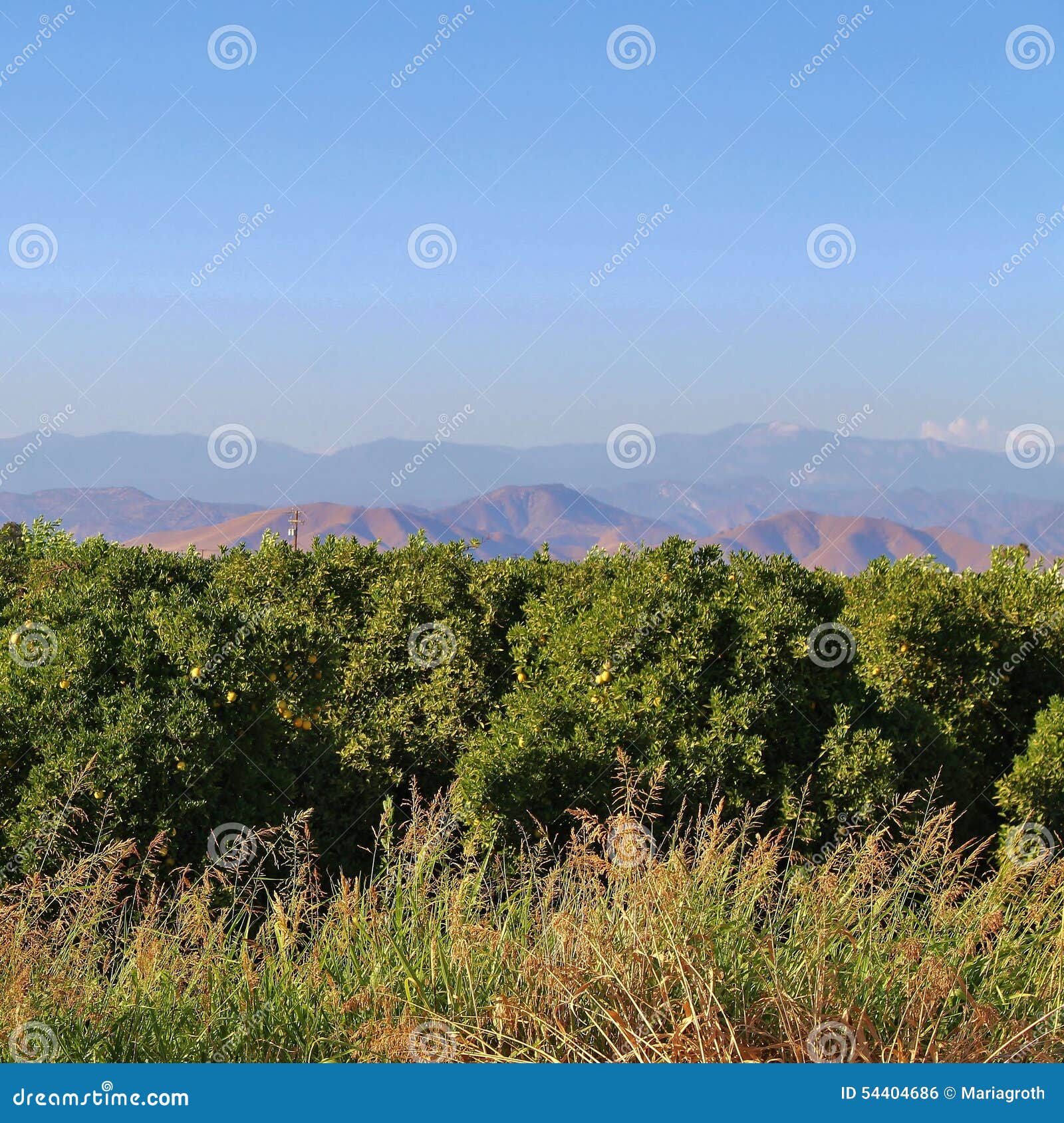 Orange trees in California stock photo. Image of north 54404686