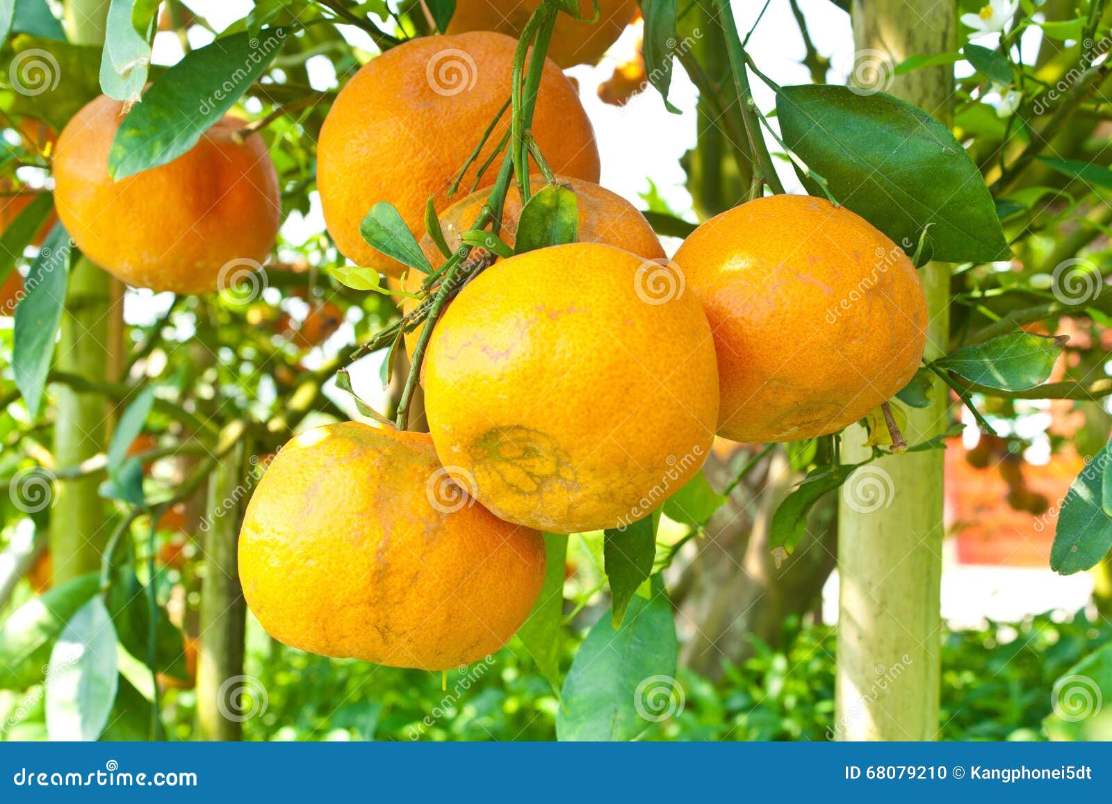 Orange Trees with Fruits on Plantation Stock Photo Image of natural, agriculture 68079210