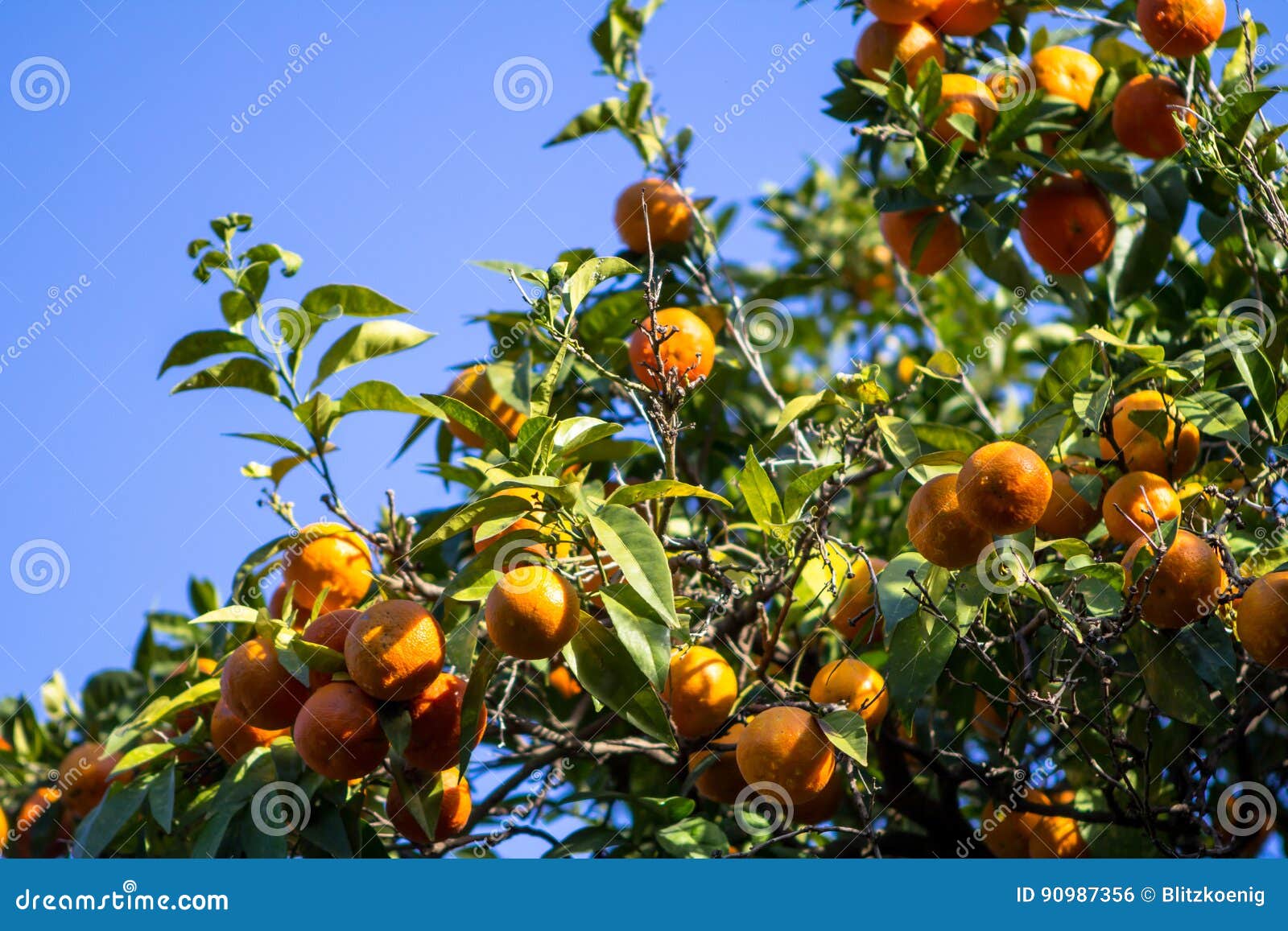 Orange trees stock photo. Image of orange, sweet, organic 90987356