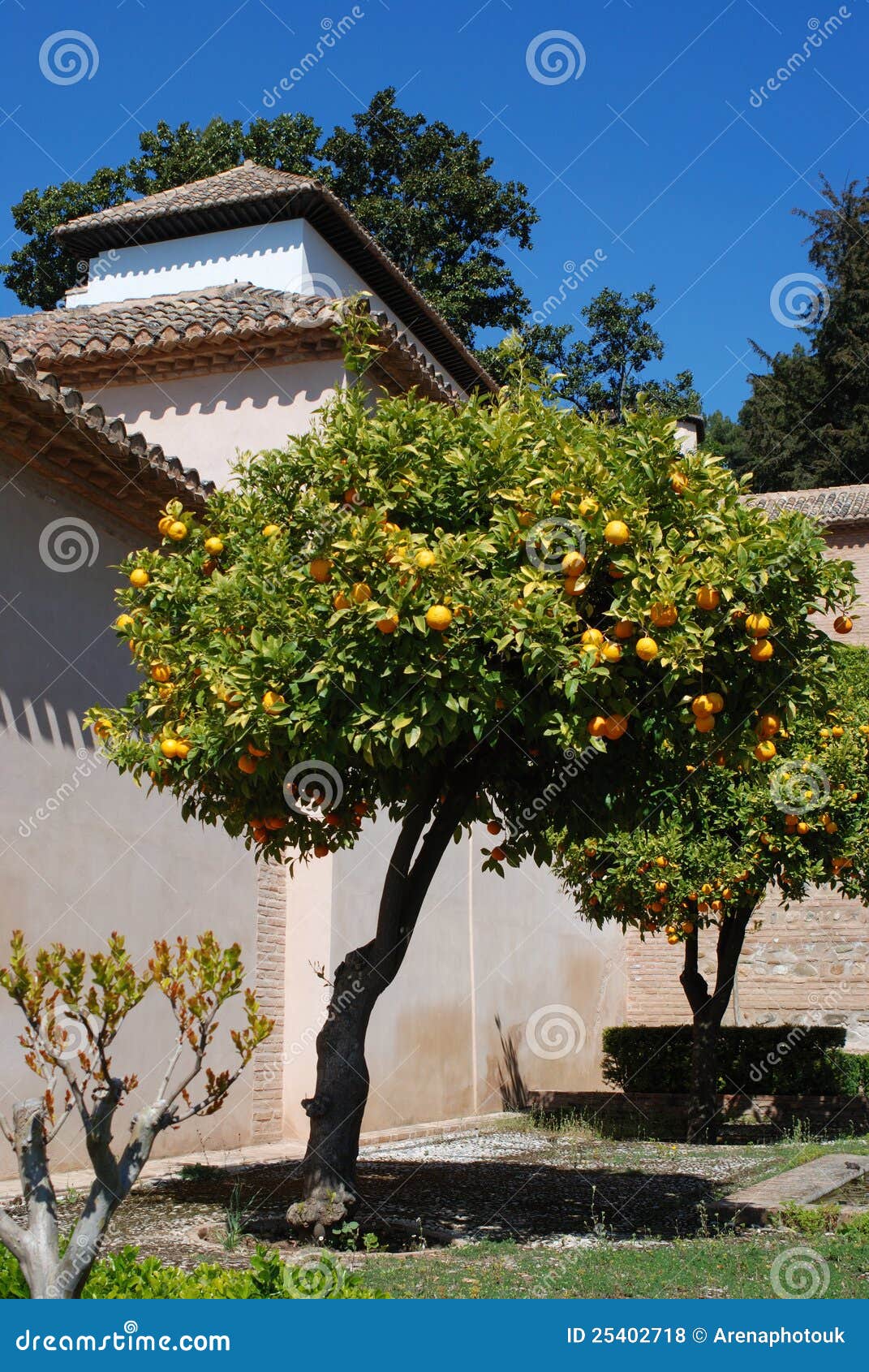 Orange Trees in Garden, Andalusia, Spain. Stock Photo Image of garden