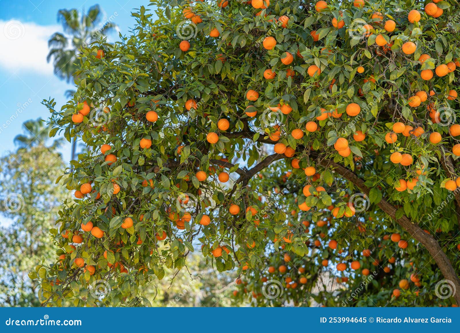 orange trees in the maria luisa park in the city of seville, in spain.