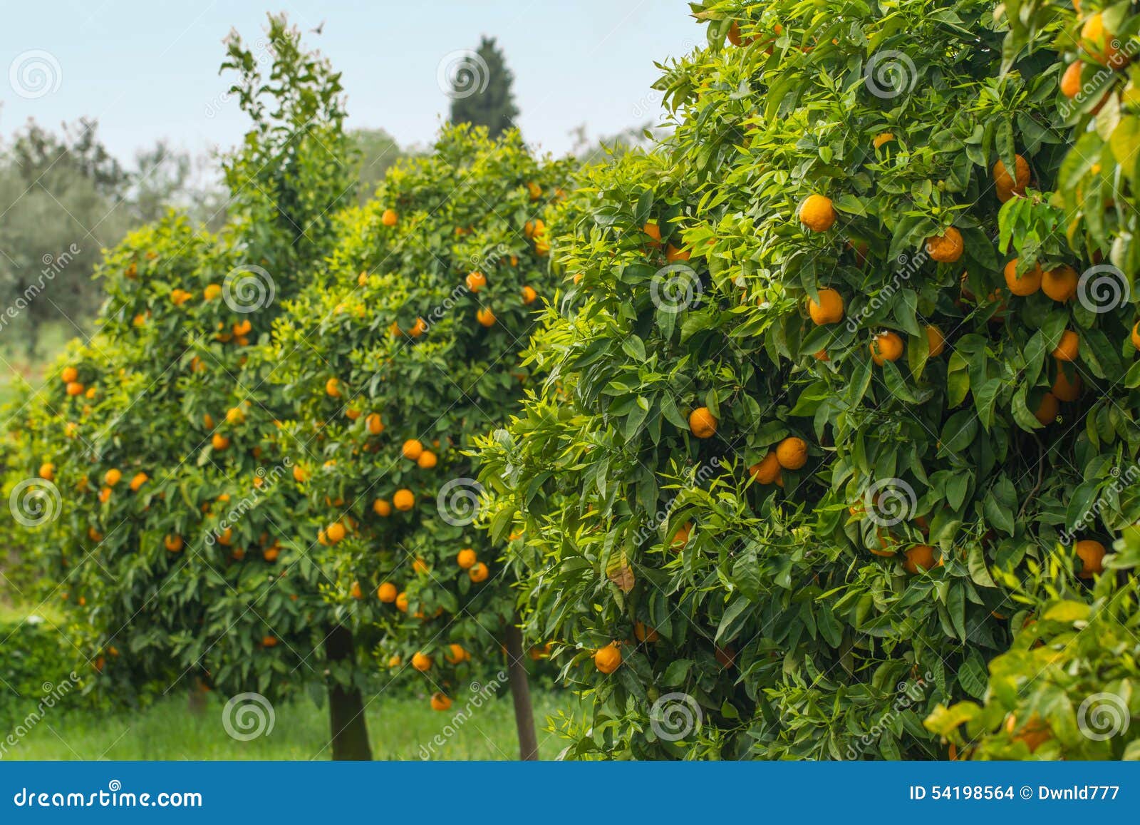 Orange trees in orchard stock photo. Image of exotic 54198564