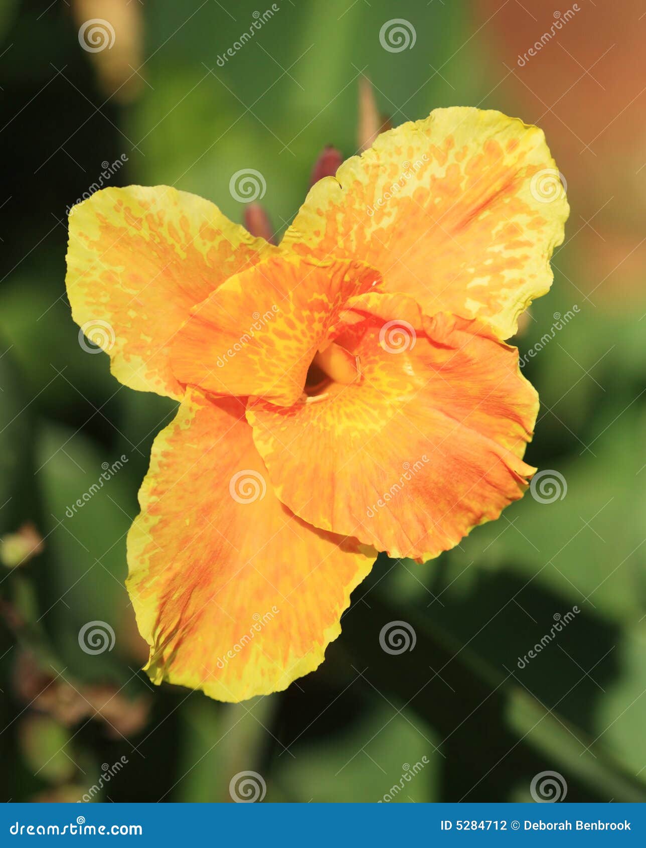 Orange tropical flower stock photo. Image of rhizomes 5284712