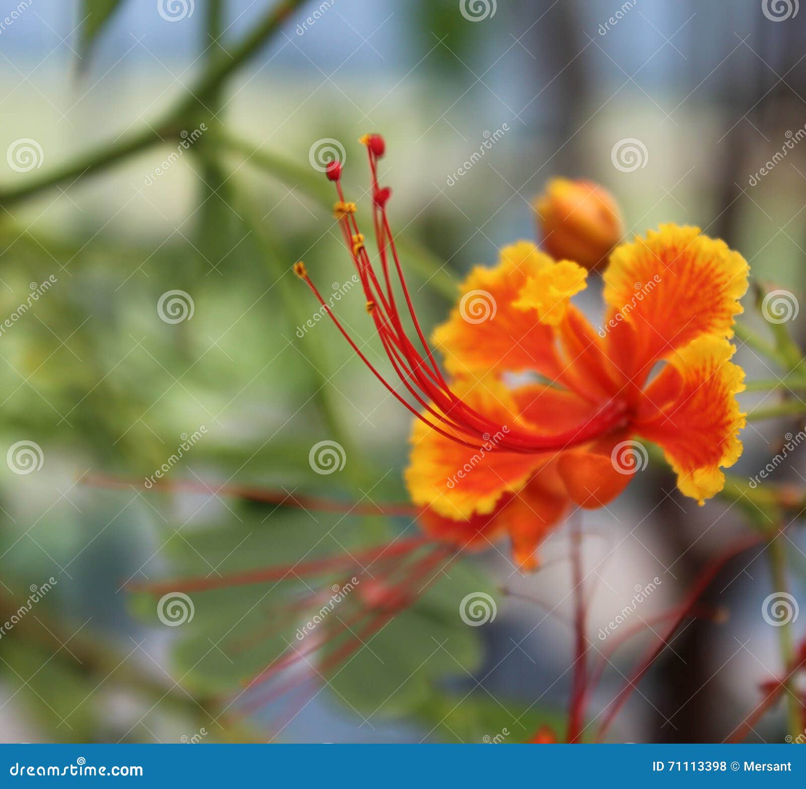 Orange tropical flower stock photo. Image of plant, plants 71113398