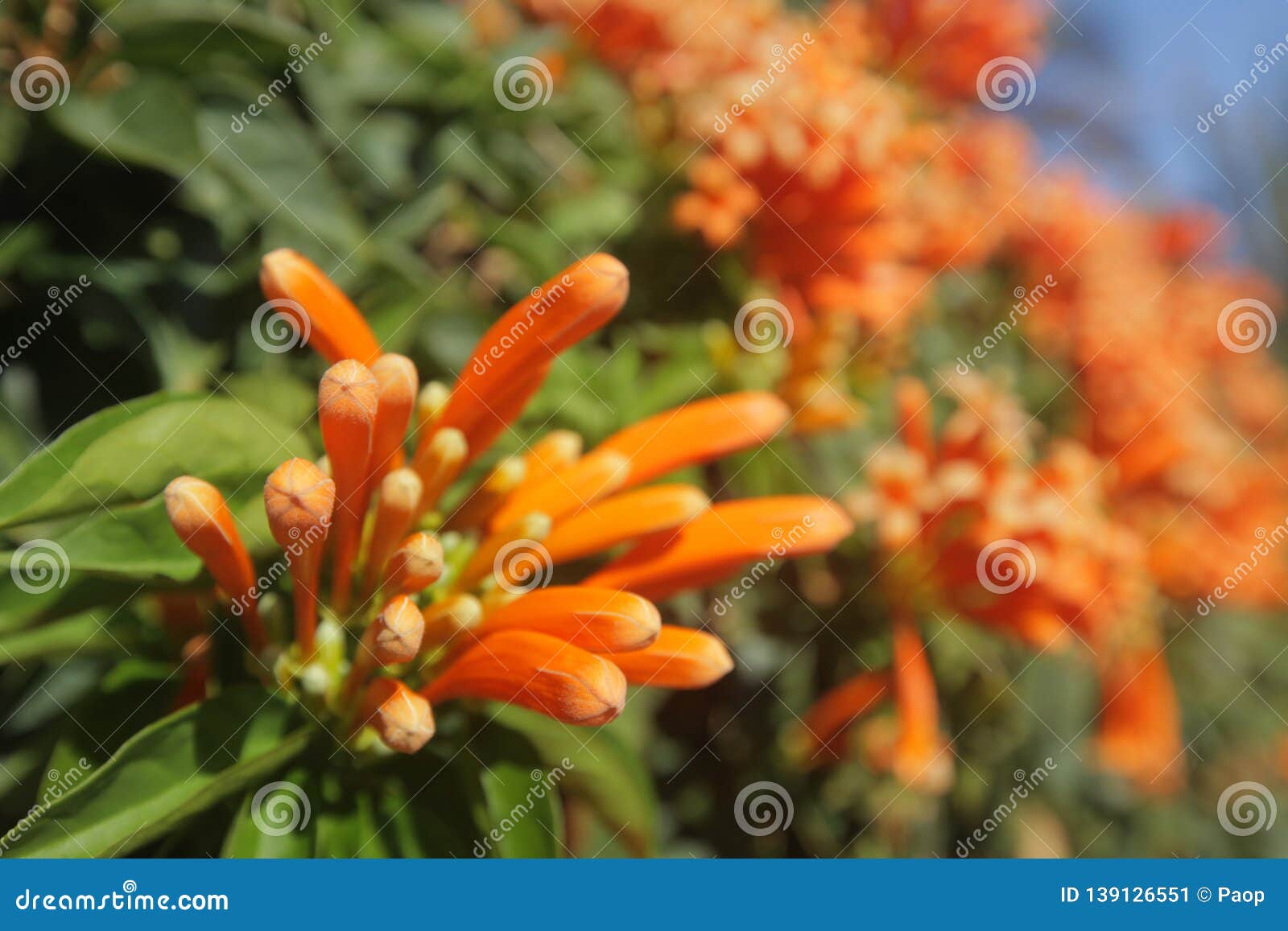 Spain, La Gomera, Mango tree in full bloom stock photo