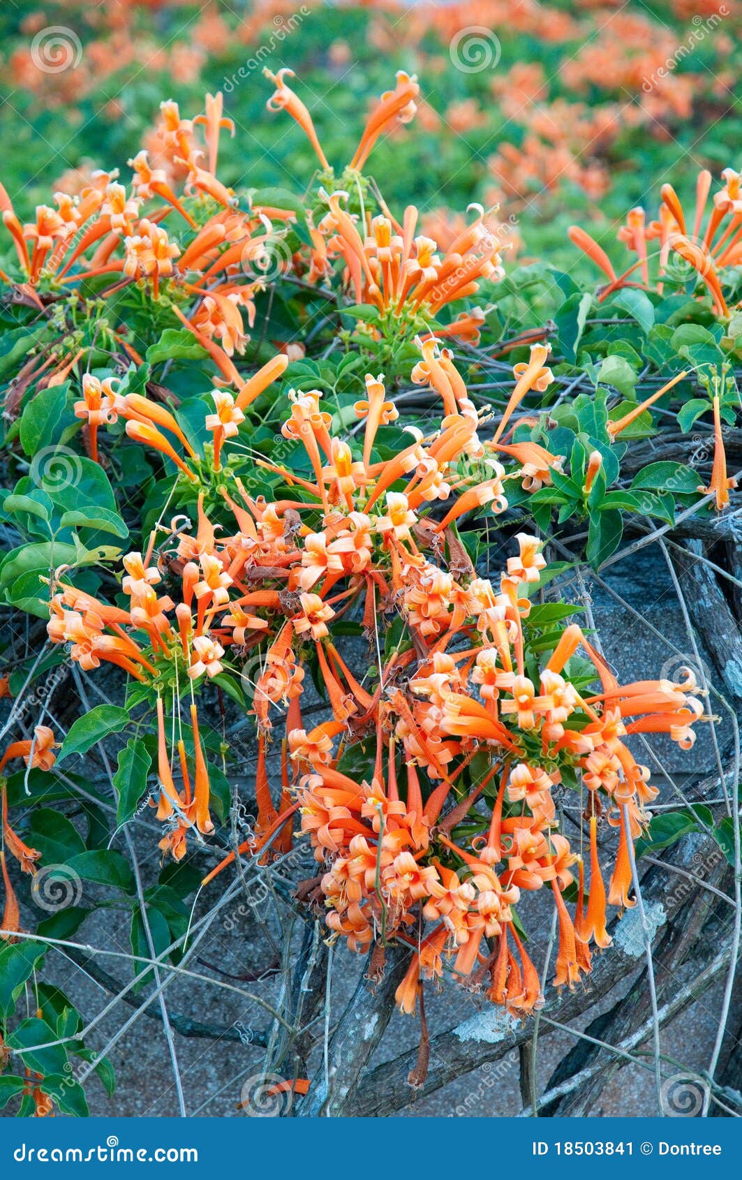 ORANGE TRUMPET stock image. Image of trumpet, venusta 18503841