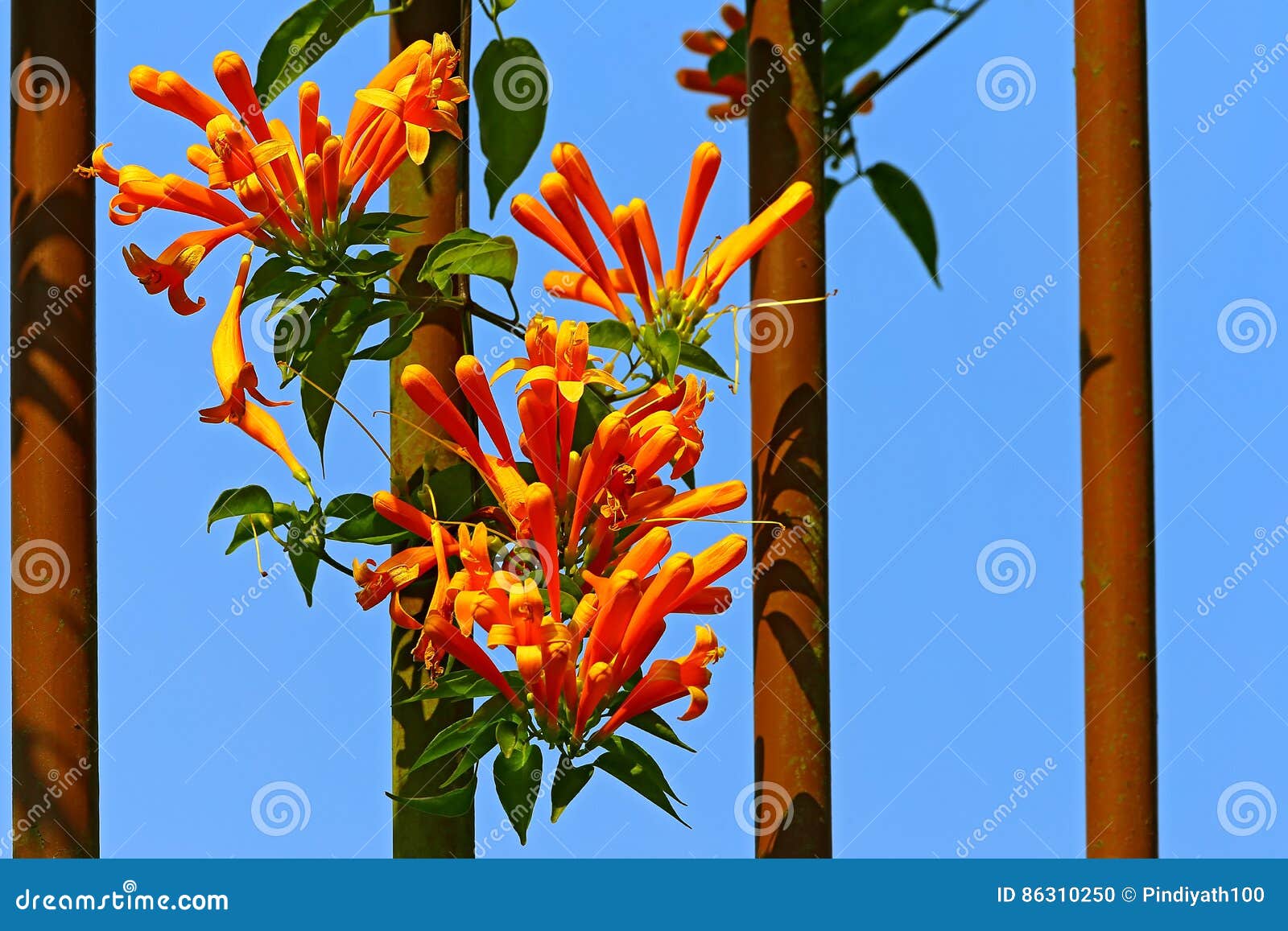 the orange trumpet creeper flowers