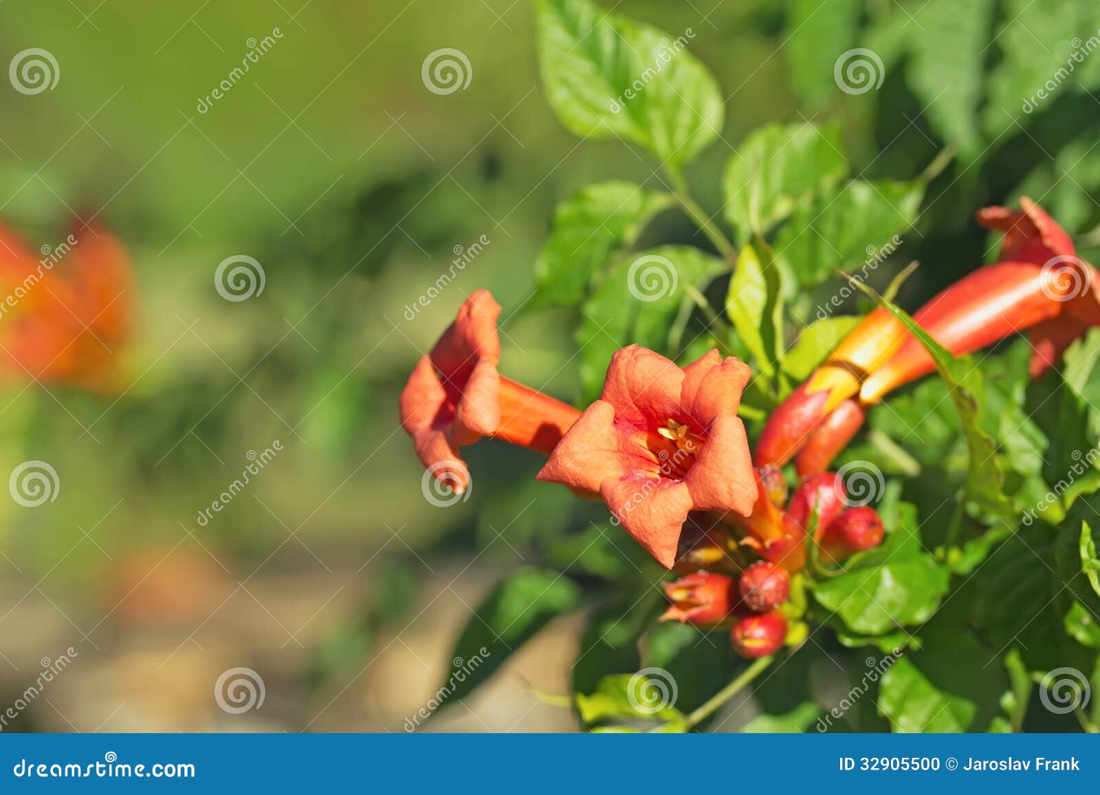 Orange trumpet flower stock photo. Image of gardening 32905500
