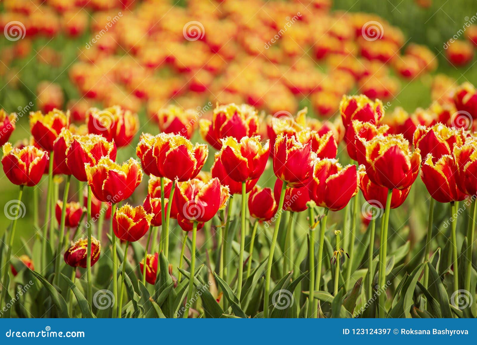 Orange tulip flowers stock image. Image of floral, green - 123124397