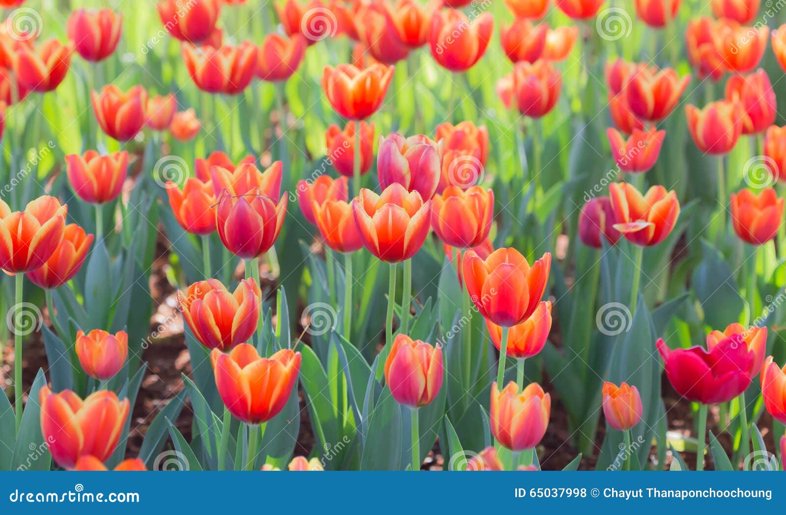 Orange tulip stock photo. Image of tulip, macro, season 65037998