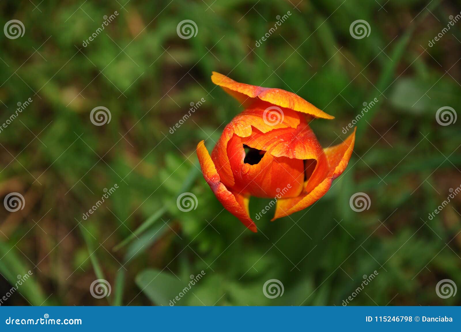 orange tulipan in a garden