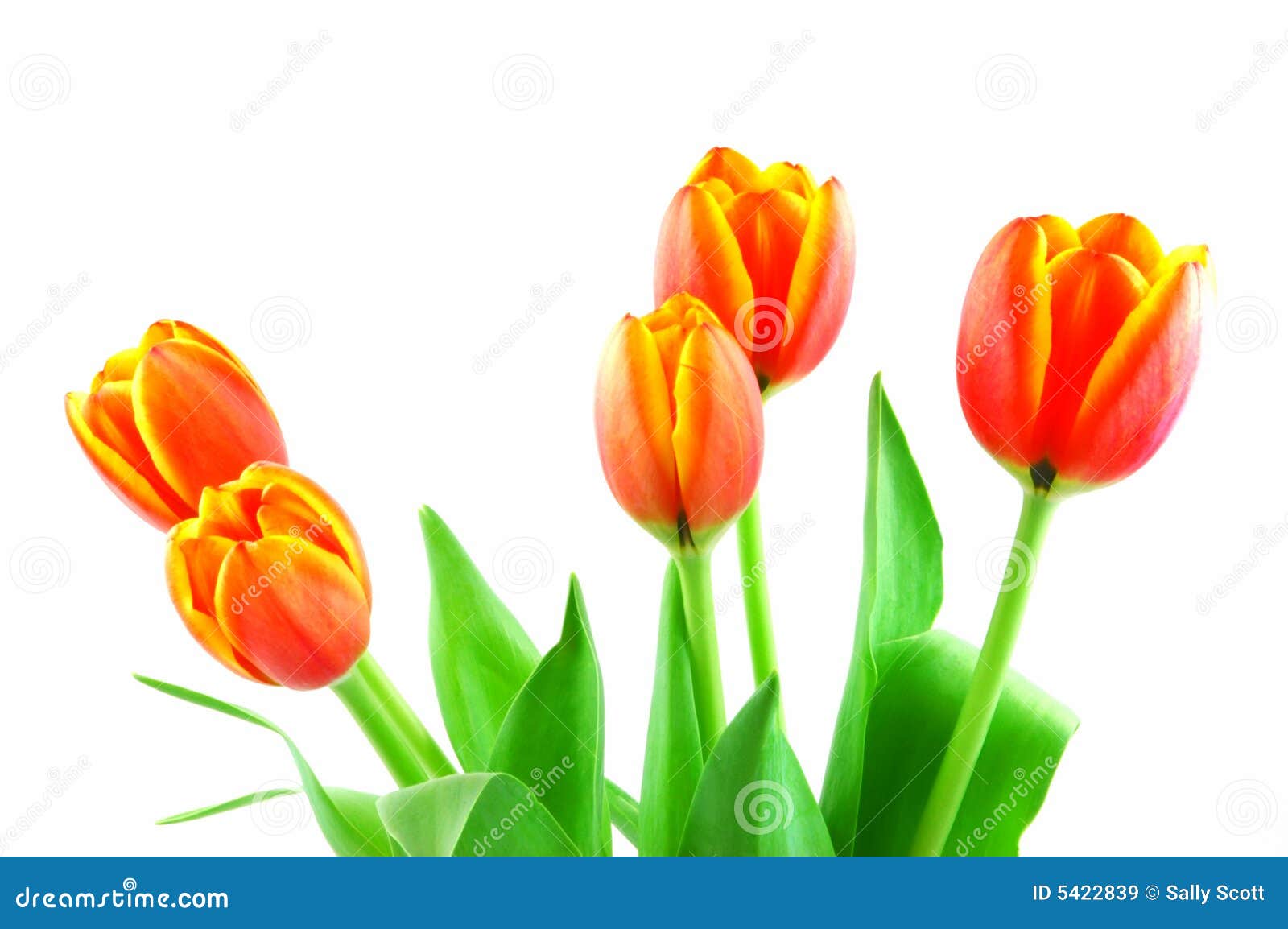 Orange tulips stock image. Image of bunch, bulb, petals - 5422839