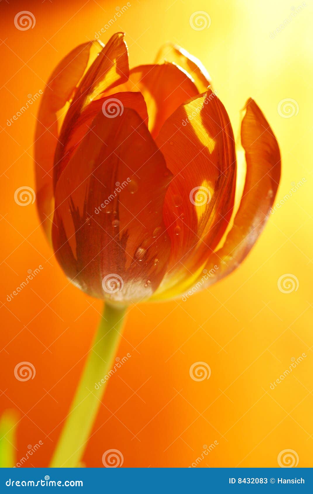 Orange tulips stock image. Image of flower, beautiful 8432083