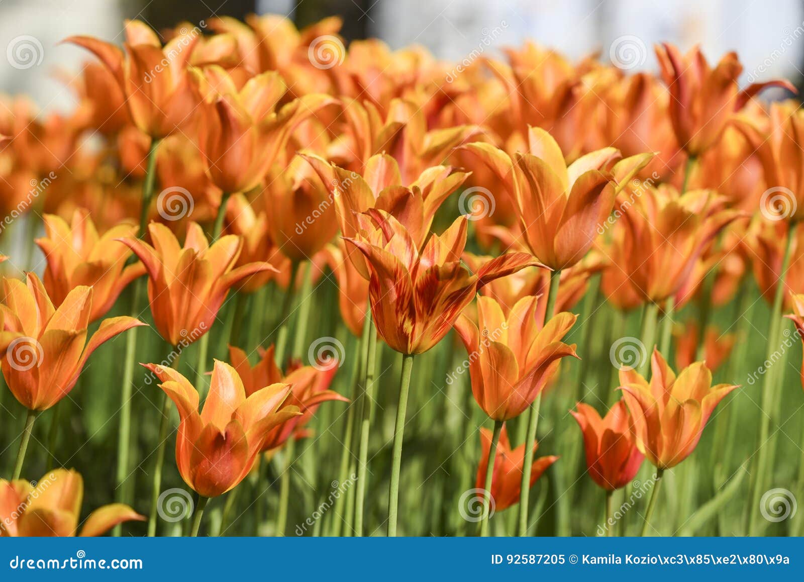Orange Tulips Blooming in Garden Summer Time. Stock Image Image of