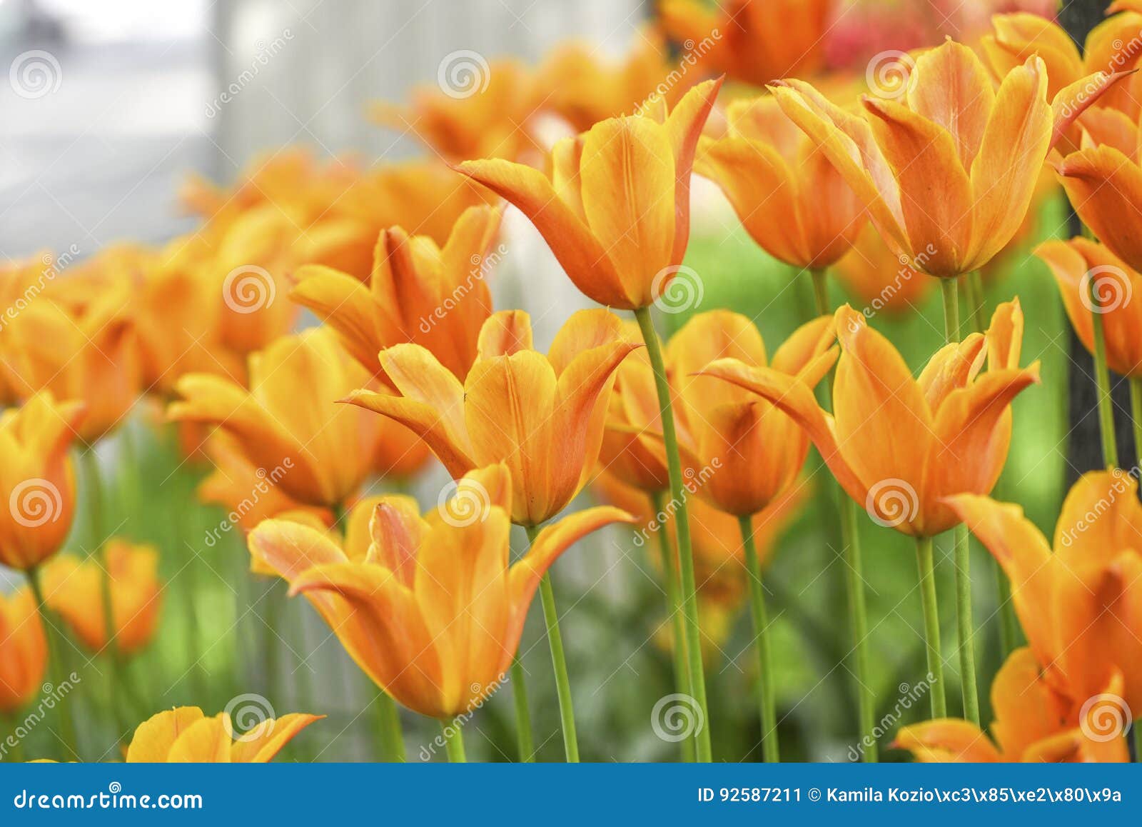 Orange Tulips Blooming in Garden Summer Time. Stock Image Image of