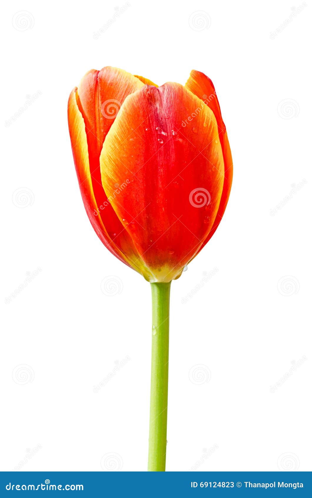 Orange tulips isolated stock image. Image of beautiful 69124823