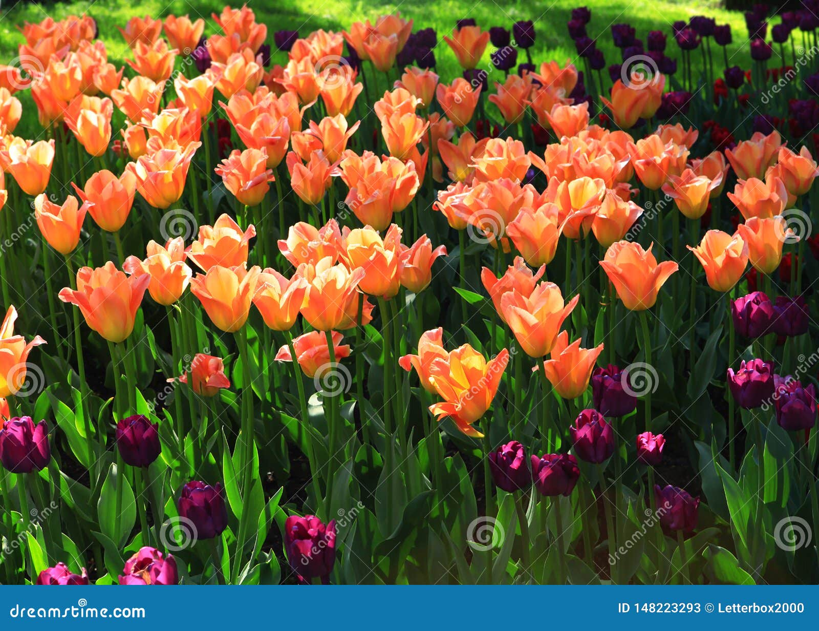 Orange and Purple Tulips. Summer Garden. Stock Image - Image of field ...
