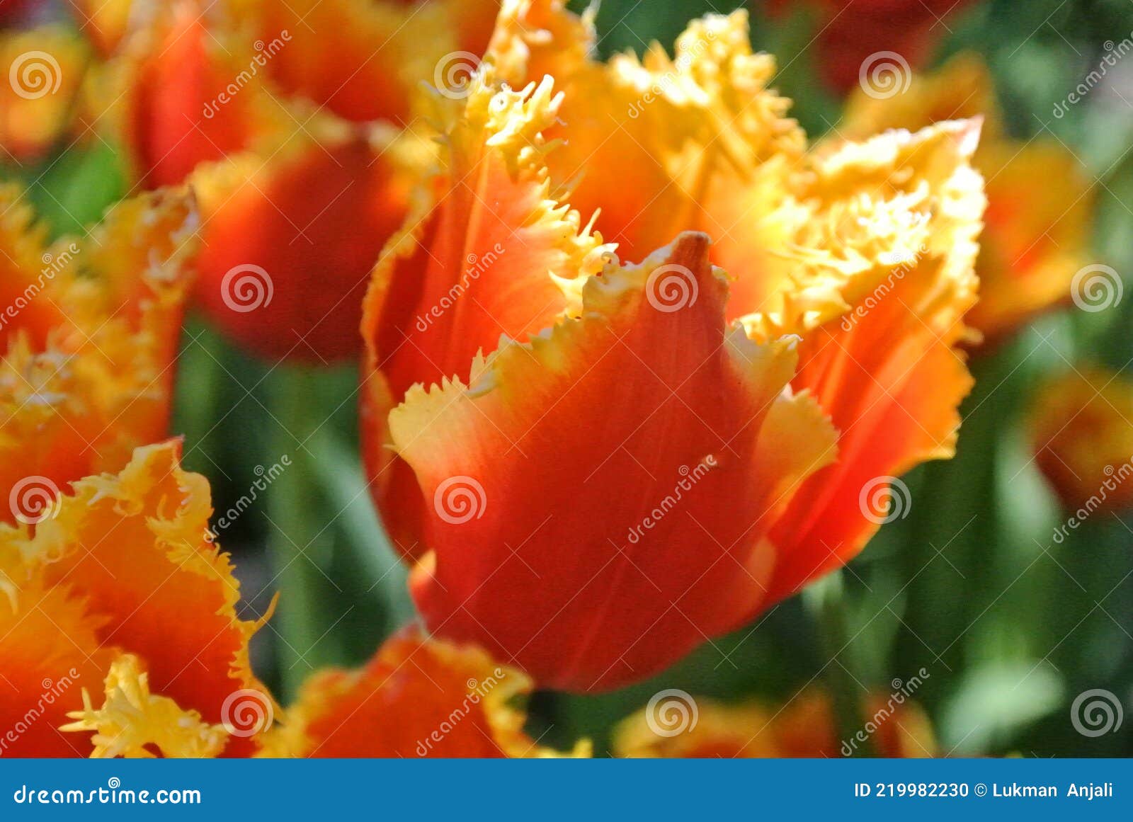 Orange Tulips for Wallpaper Stock Photo Image of plant, tulip 219982230
