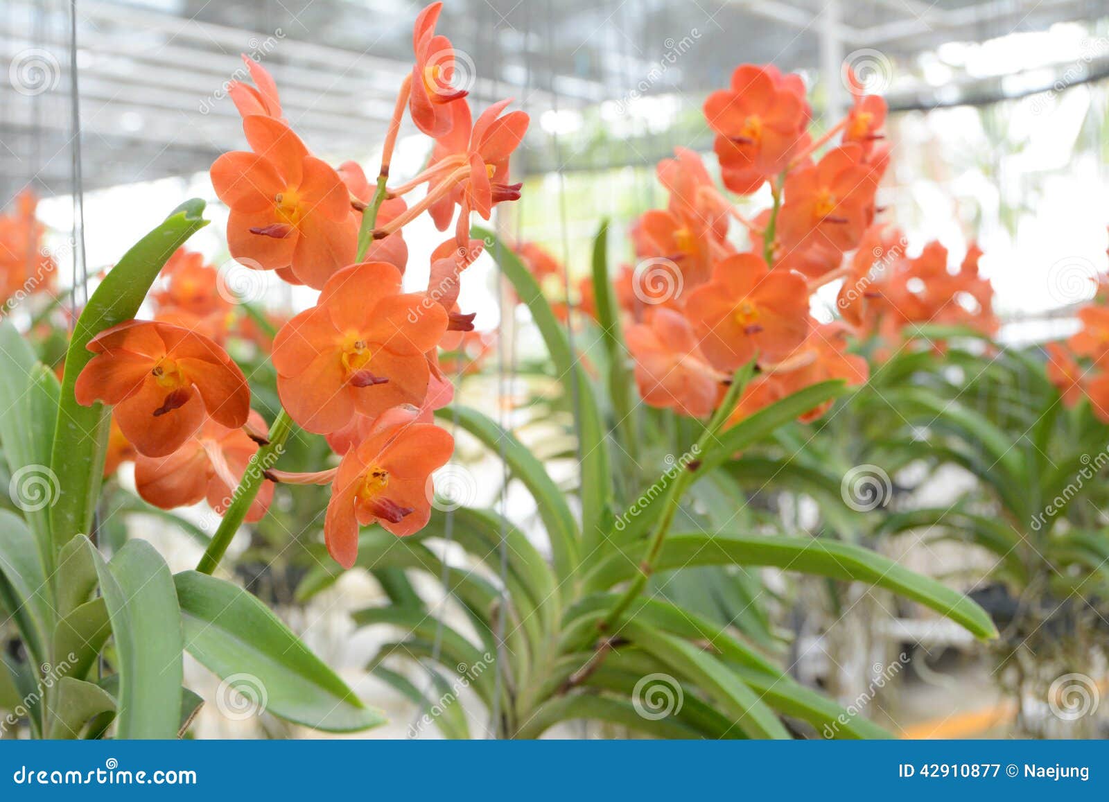 Orange vanda orchid stock image. Image of botany, flora - 42910877