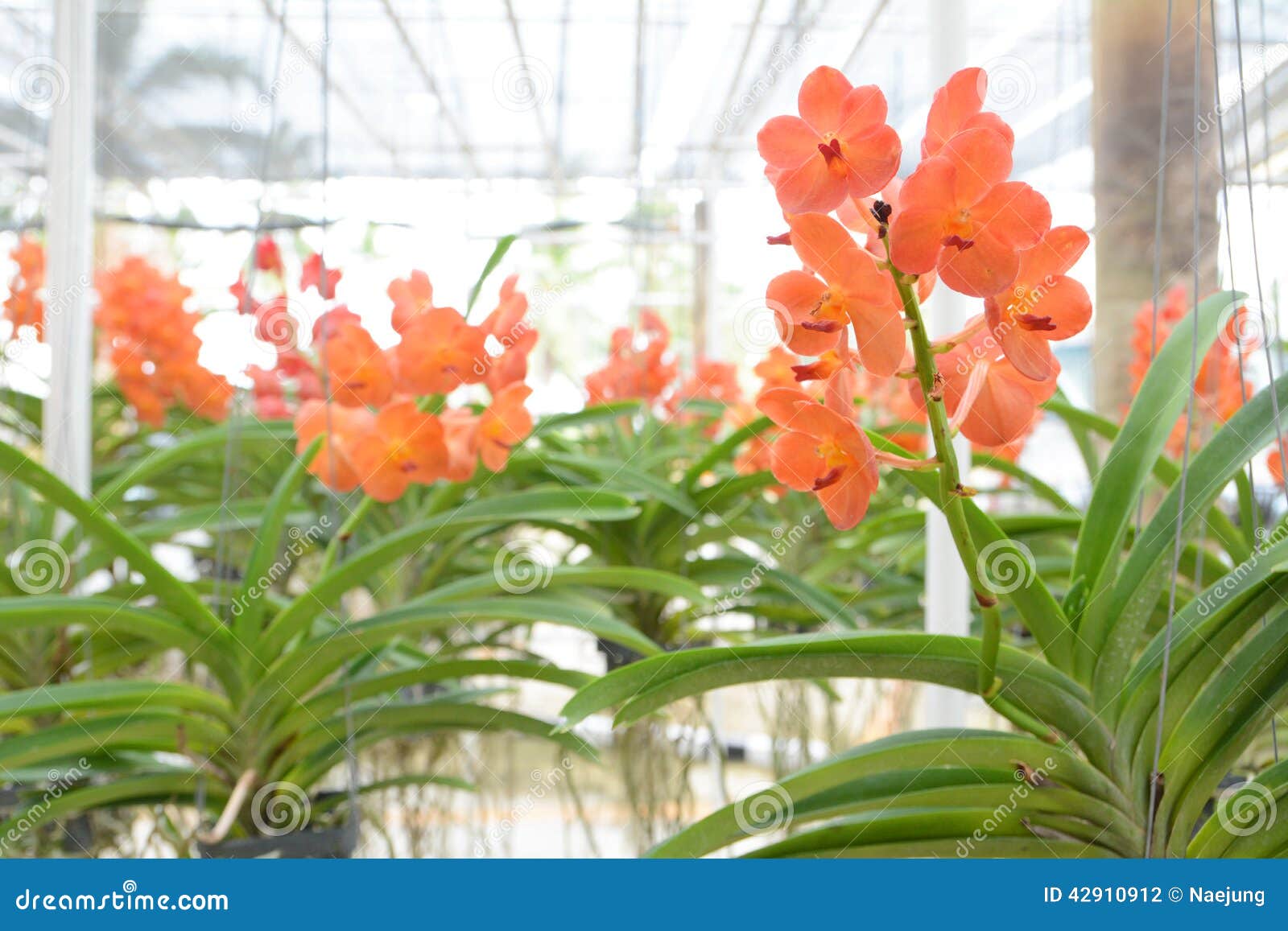 Orange vanda orchid stock photo. Image of bloom, head - 42910912