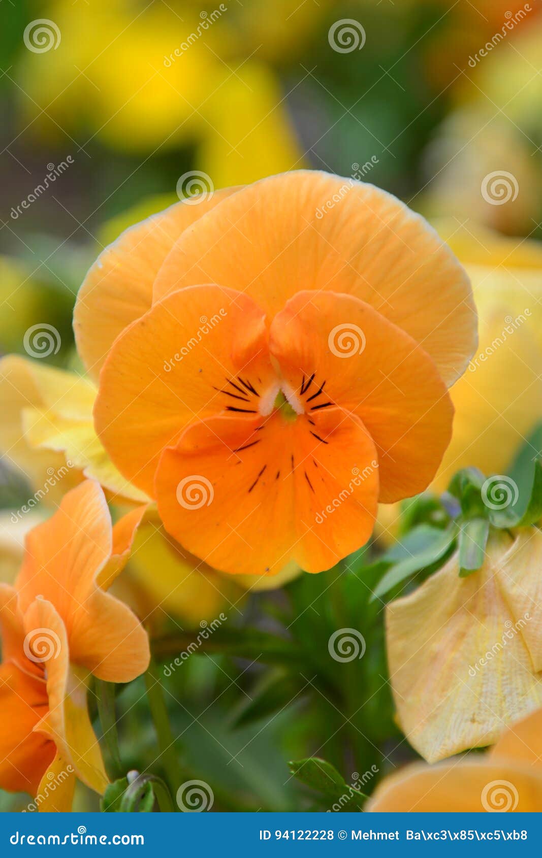 Orange viola flower stock photo. Image of summer, flora 94122228