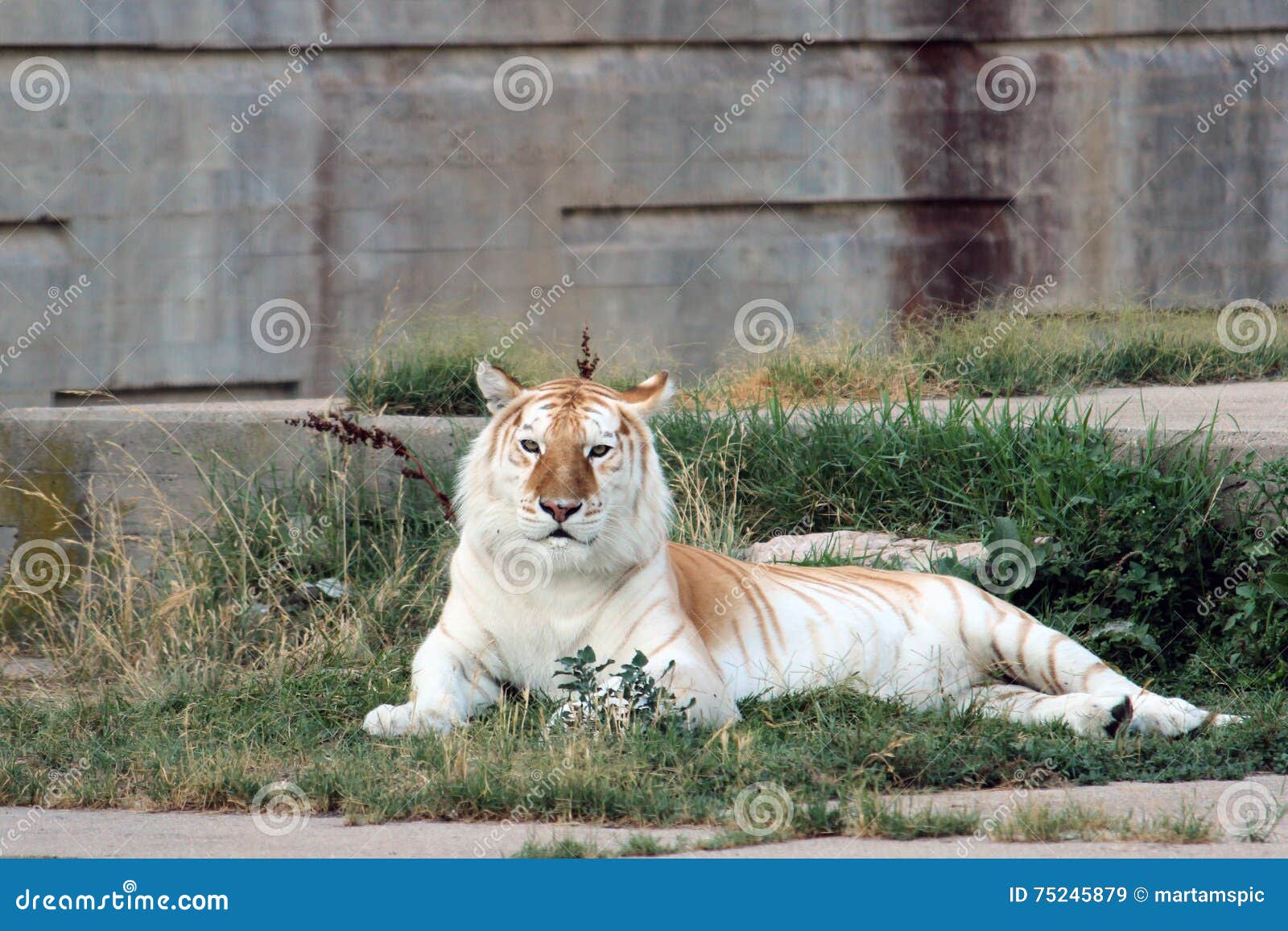 orange and white bengal tiger