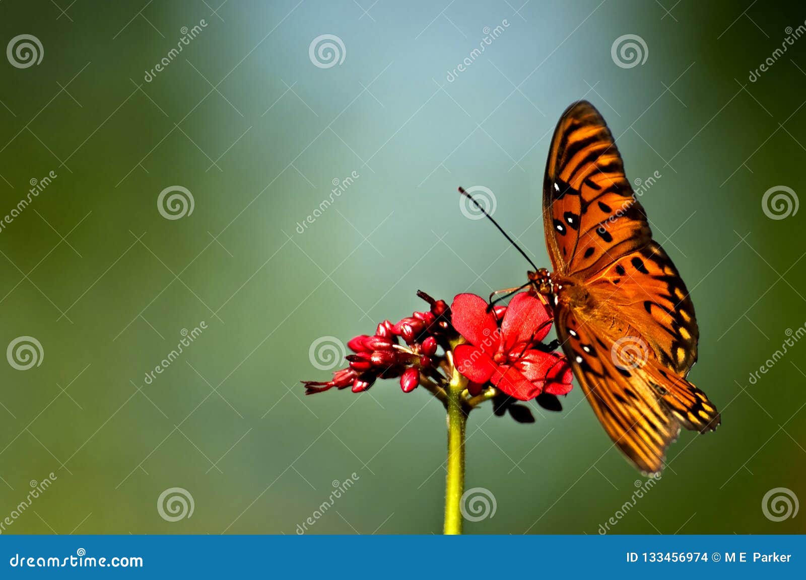 an orange, white and black gulf fritillary agraulis vanillae b