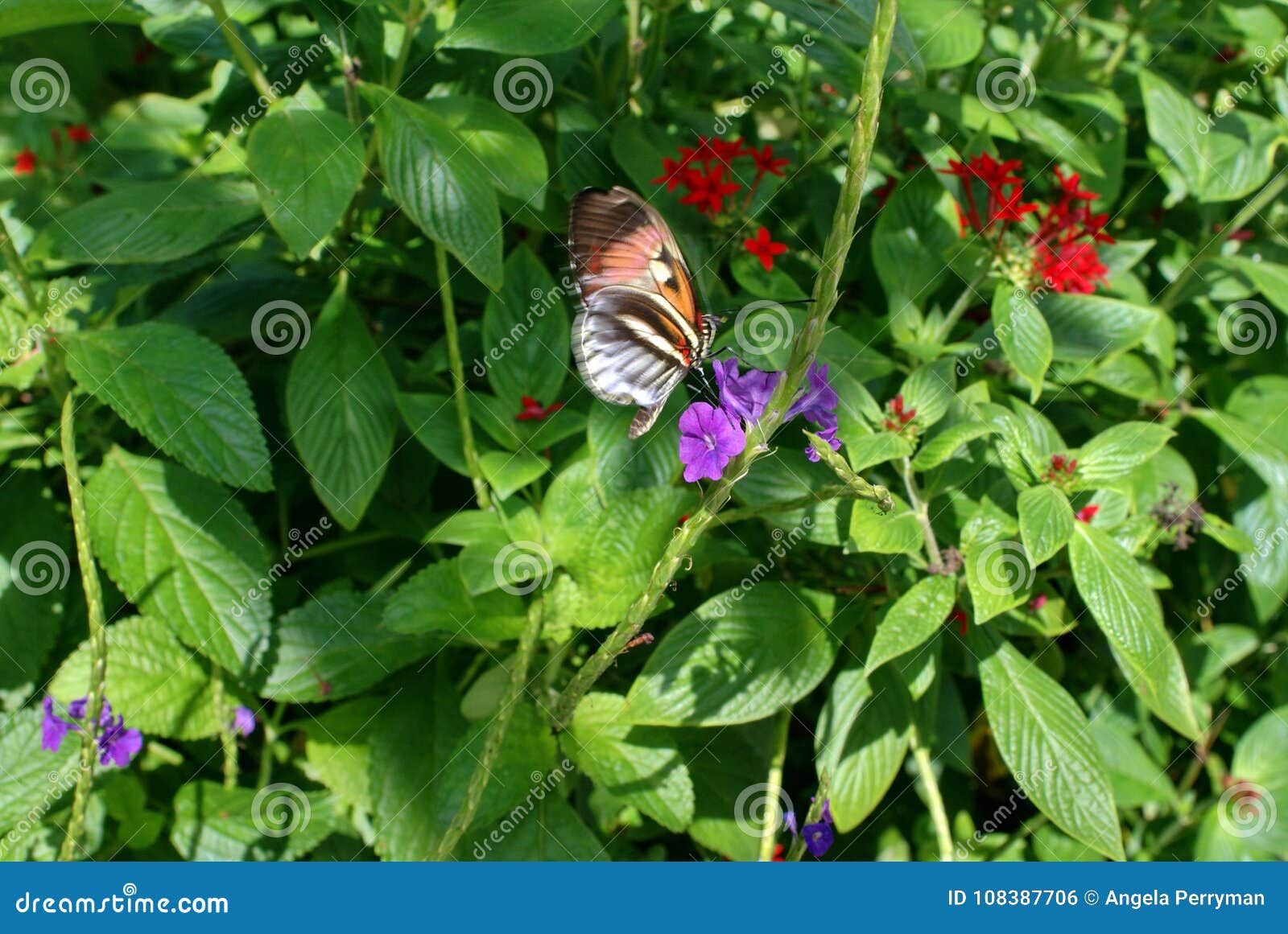 Orange And White Butterfly In A Butterfly Garden Stock Photo