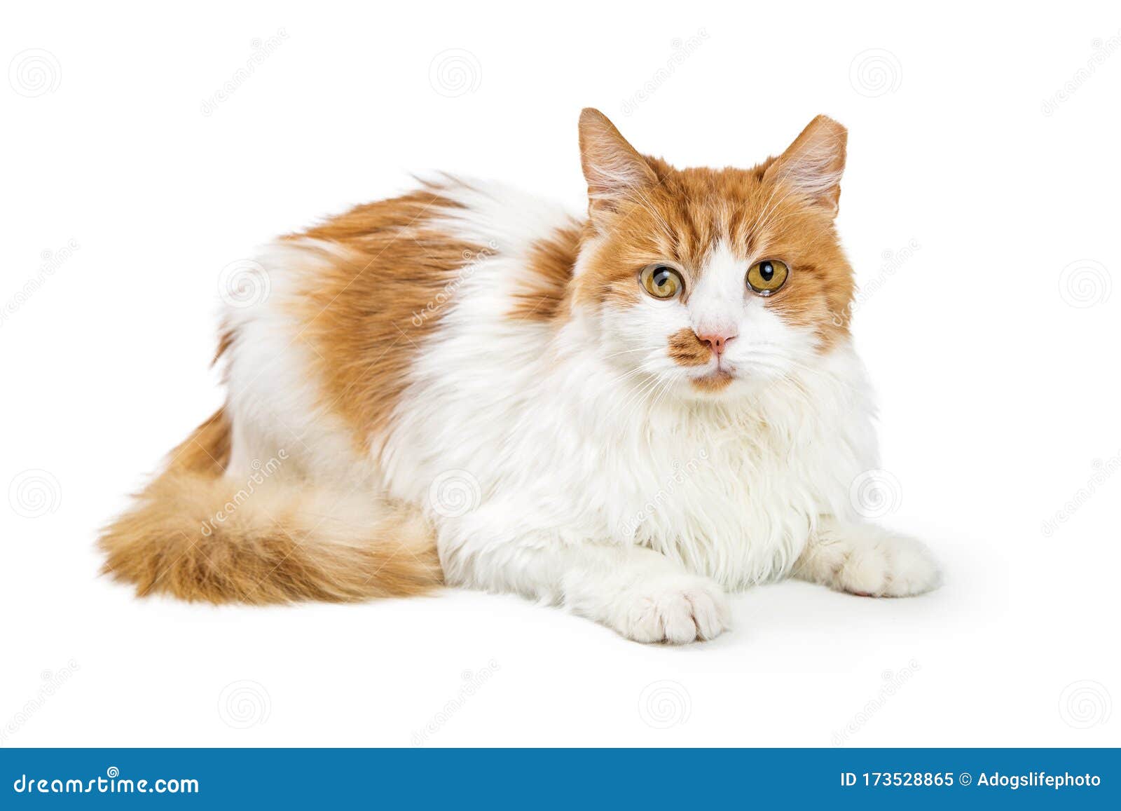 Orange and White Cat Lying Looking at Camera Stock Image - Image of  looking, sleep: 173528865