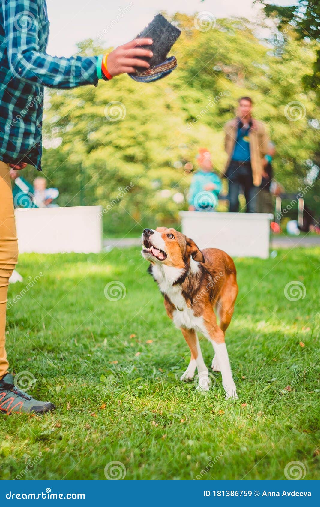 The Dog Performs a Trick at Competitions, the Dog Handler Shows the Toy