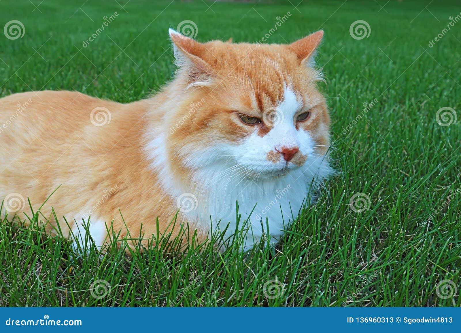 orange cat long hair