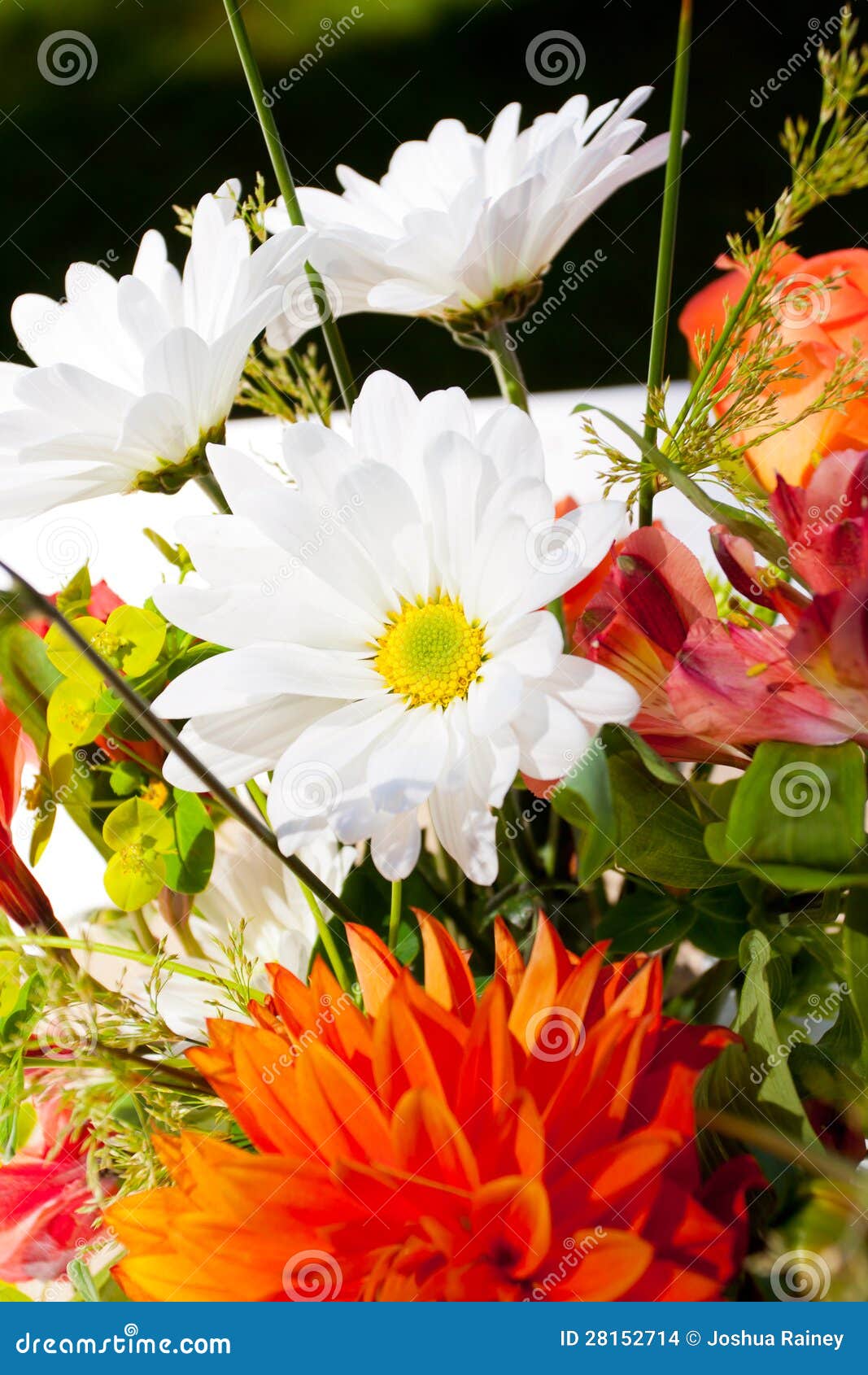 Orange and White Flowers stock photo. Image of floral 28152714
