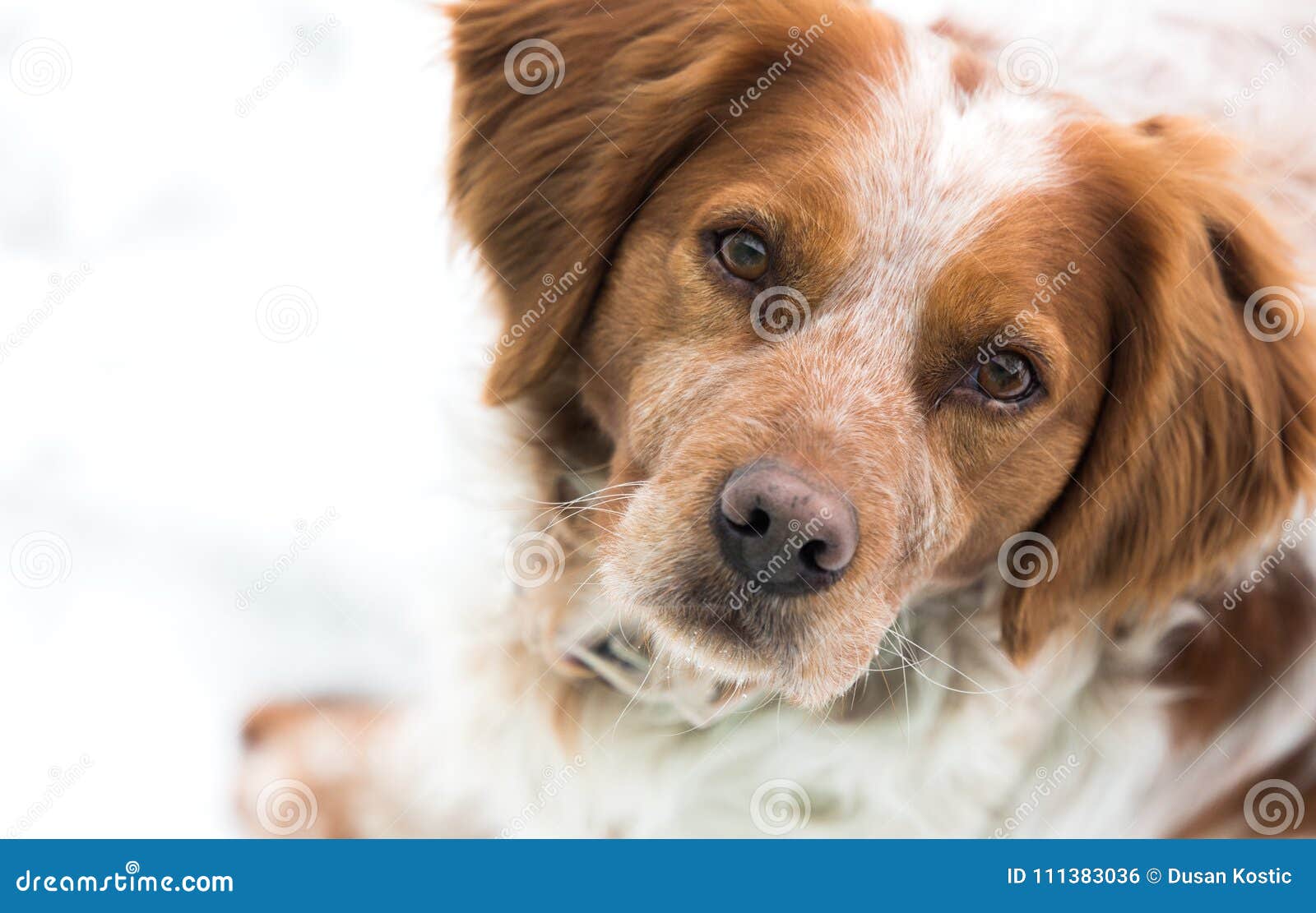 Orange And White French Brittany Spaniel Stock Photo Image Of Brittany Setter 111383036
