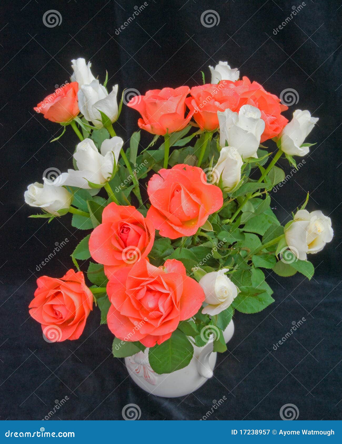 Orange and white roses. stock image. Image of silver 17238957