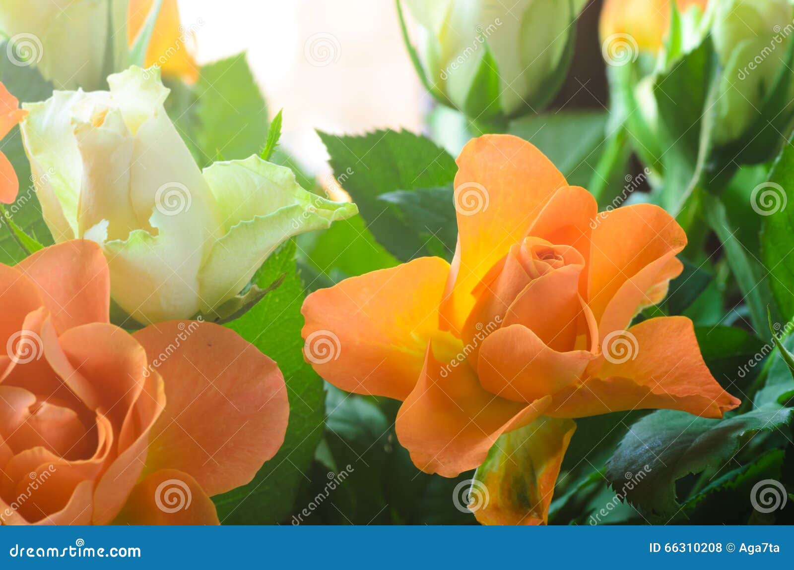 Orange and white roses stock photo. Image of celebration 66310208