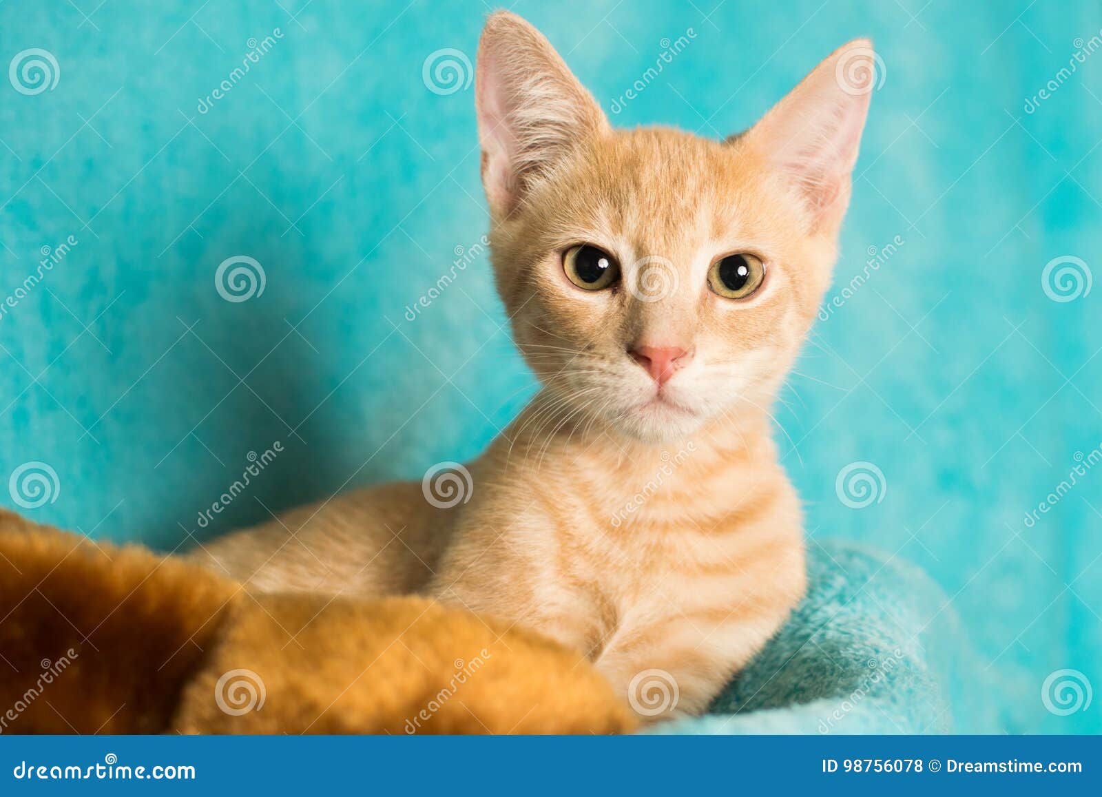 Orange white tabby kitten stock photo. Image of female 98756078
