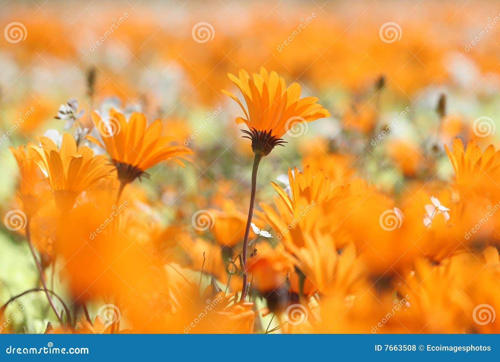 Orange Wild Flowers Royalty Free Stock Photos Image 7663508