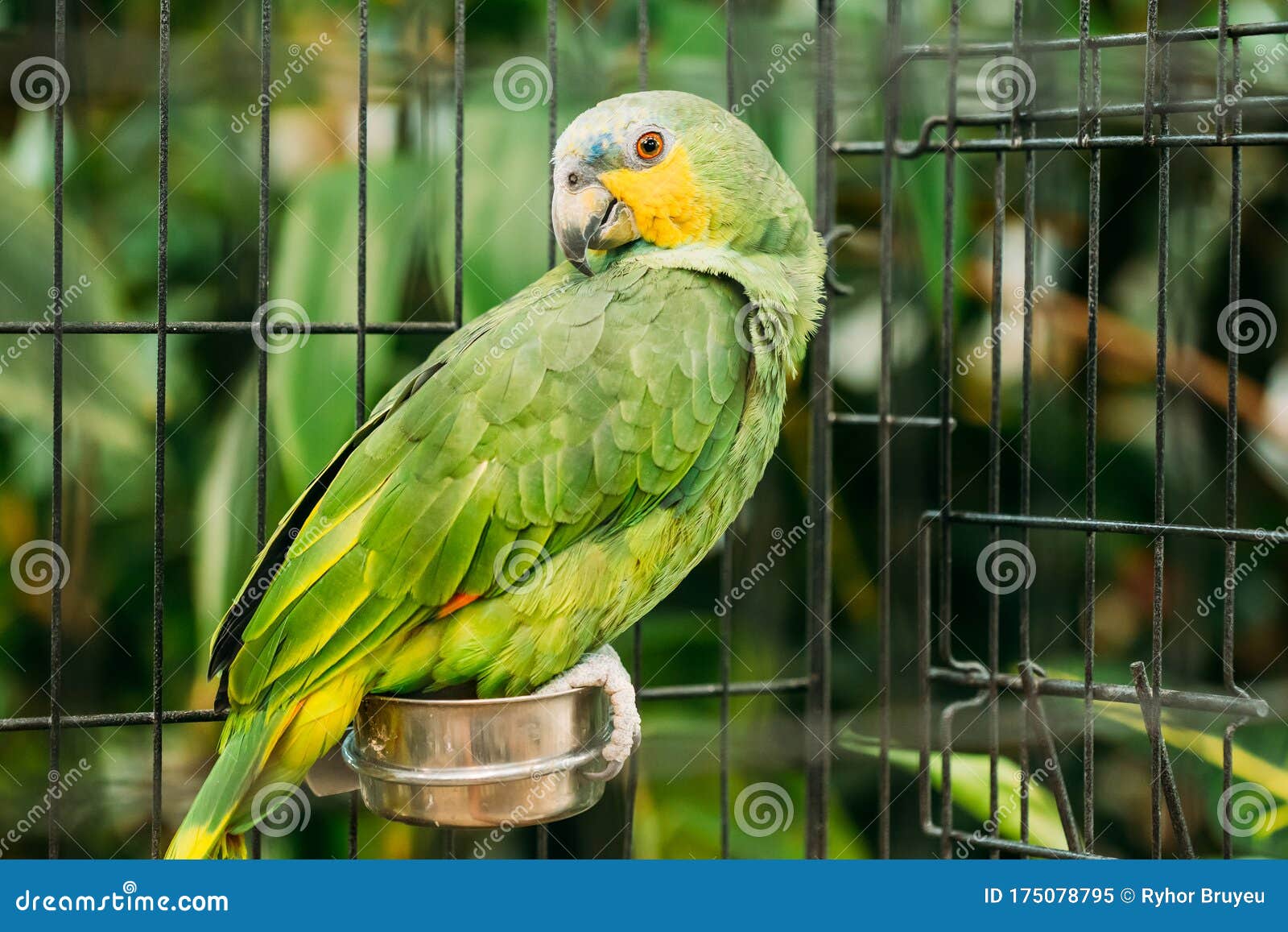 orange-winged amazon or amazona amazonica, also known locally as orange-winged parrot and loro guaro, is a large amazon