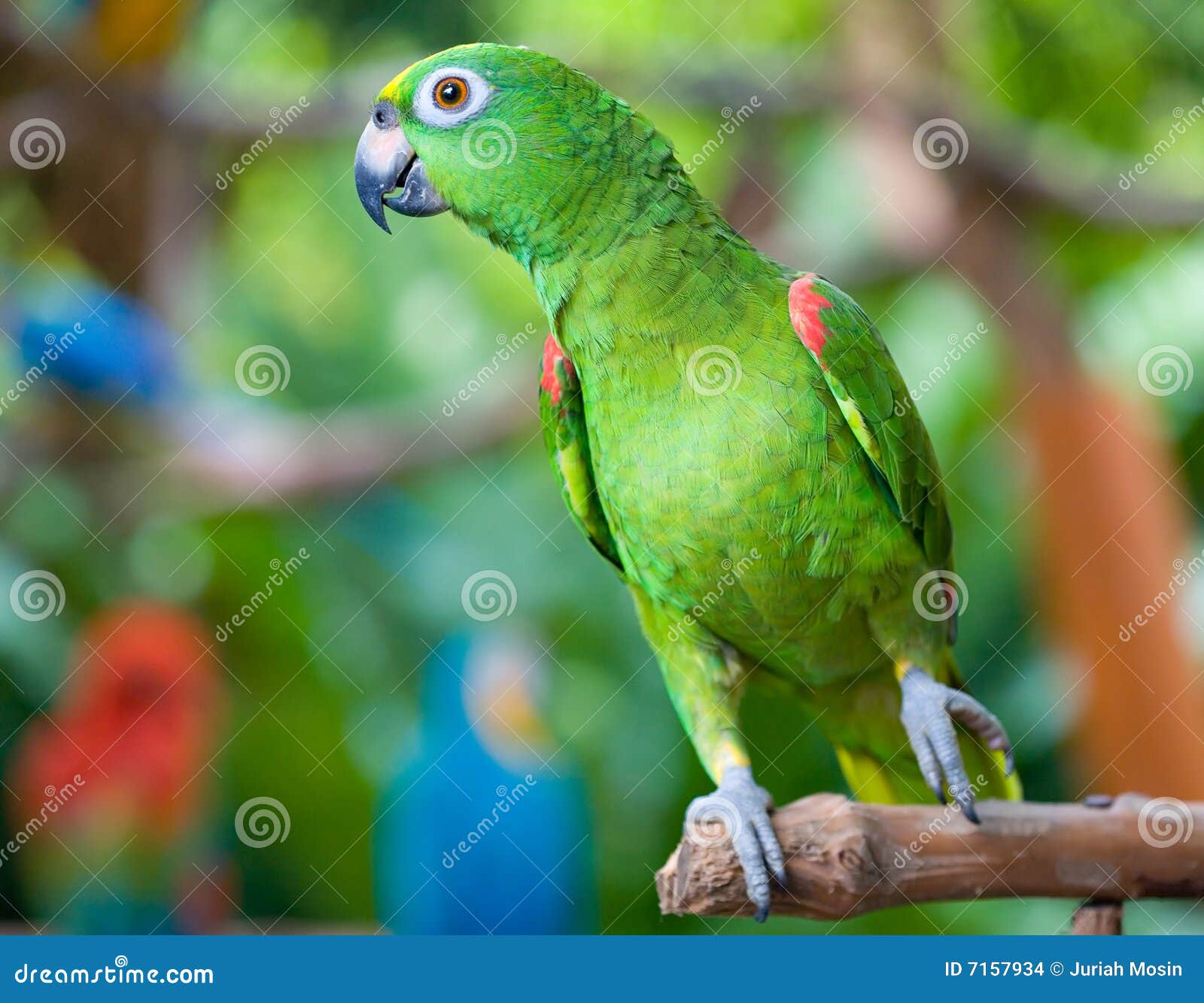 Orangewinged Amazon Parrot Stock Photo Image of vivid, talk 7157934