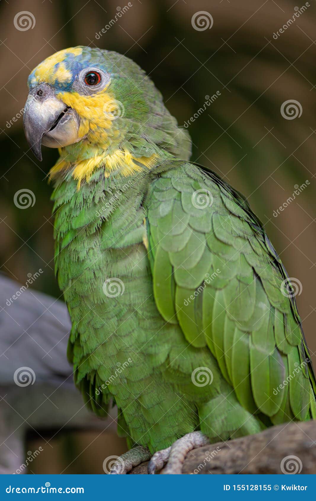 orange winged amazon parrot amazona amazonica