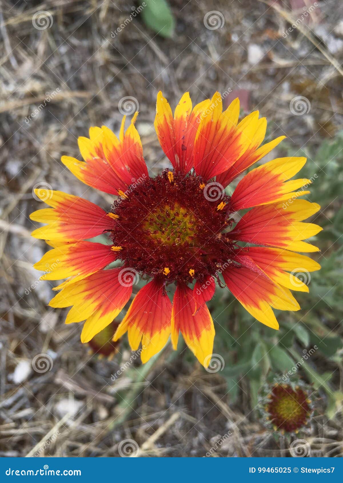 Multiple Colored Wildflower Stock Image Image of darker, wildflower