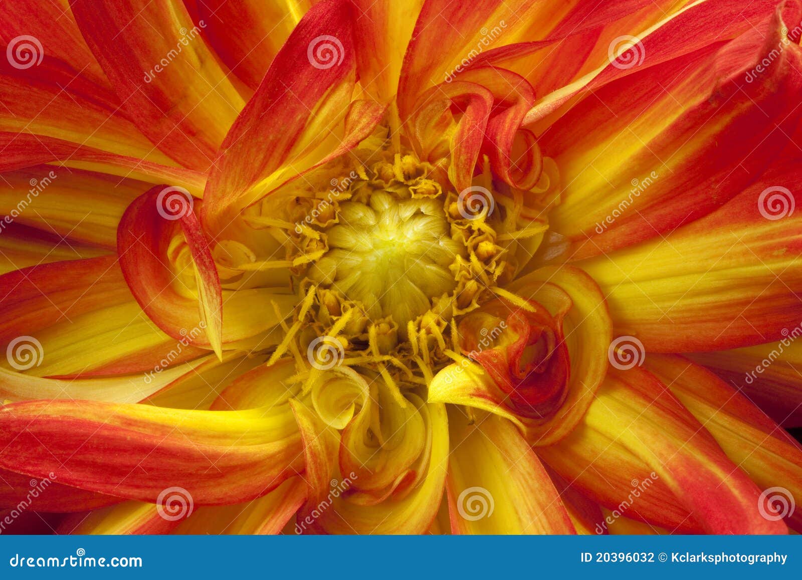 Orange & Yellow Fancy Dalhia Stock Photo Image of garden, flowering