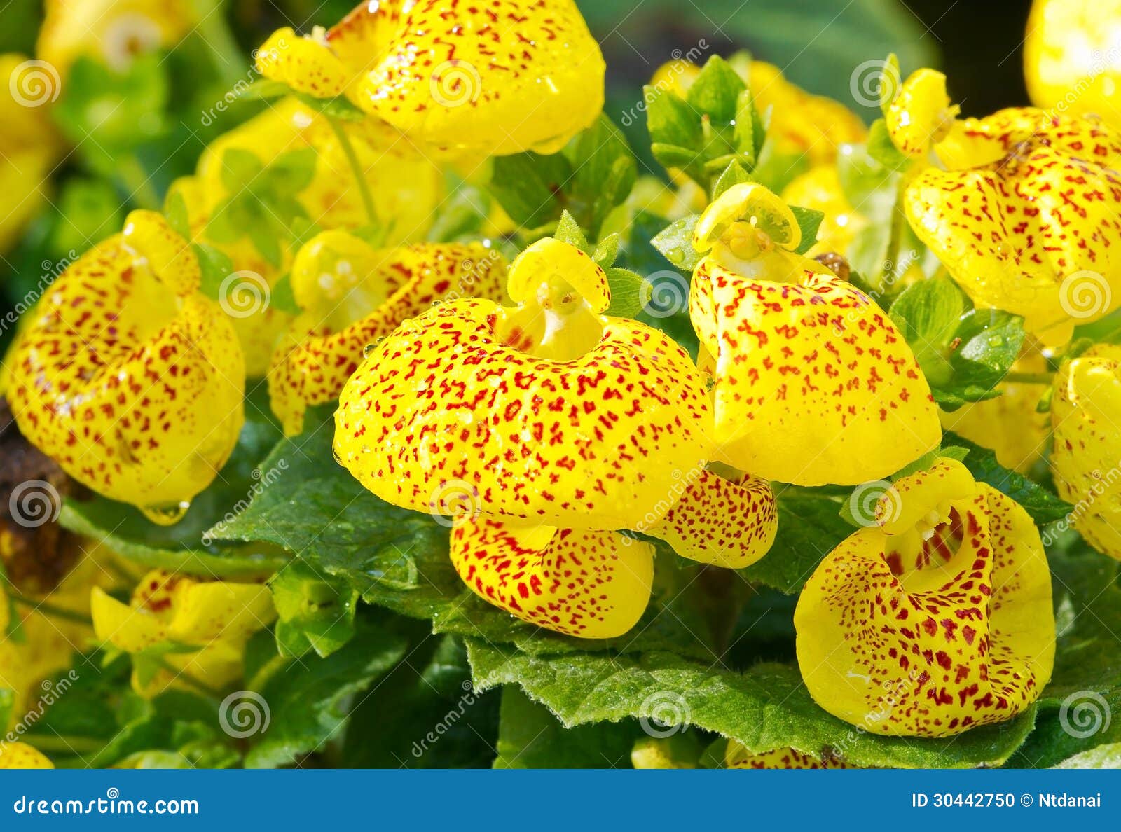 Orange and Yellow Flower Bed Stock Photo Image of organic, nature 30442750