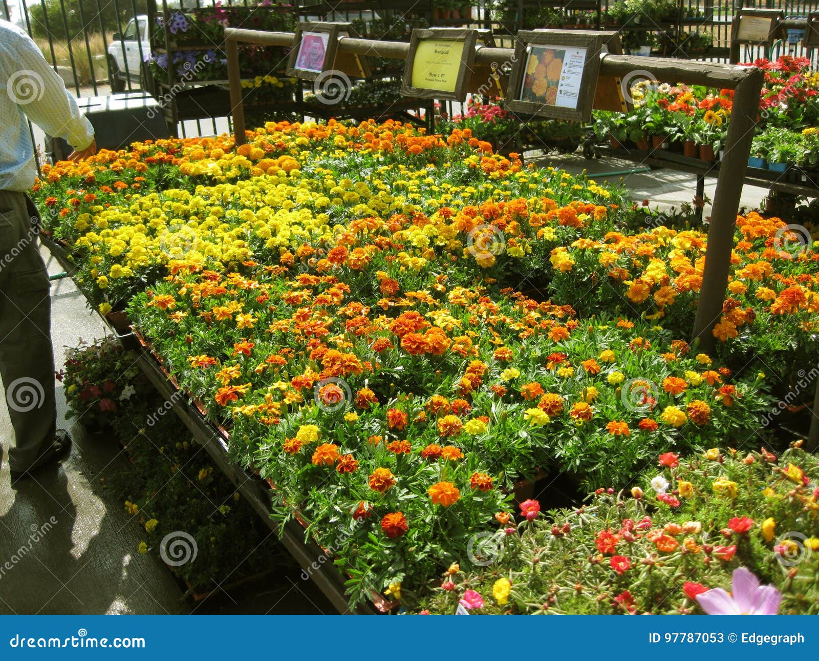 Orange And Yellow Flowers Botanical Garden Centers Claremont