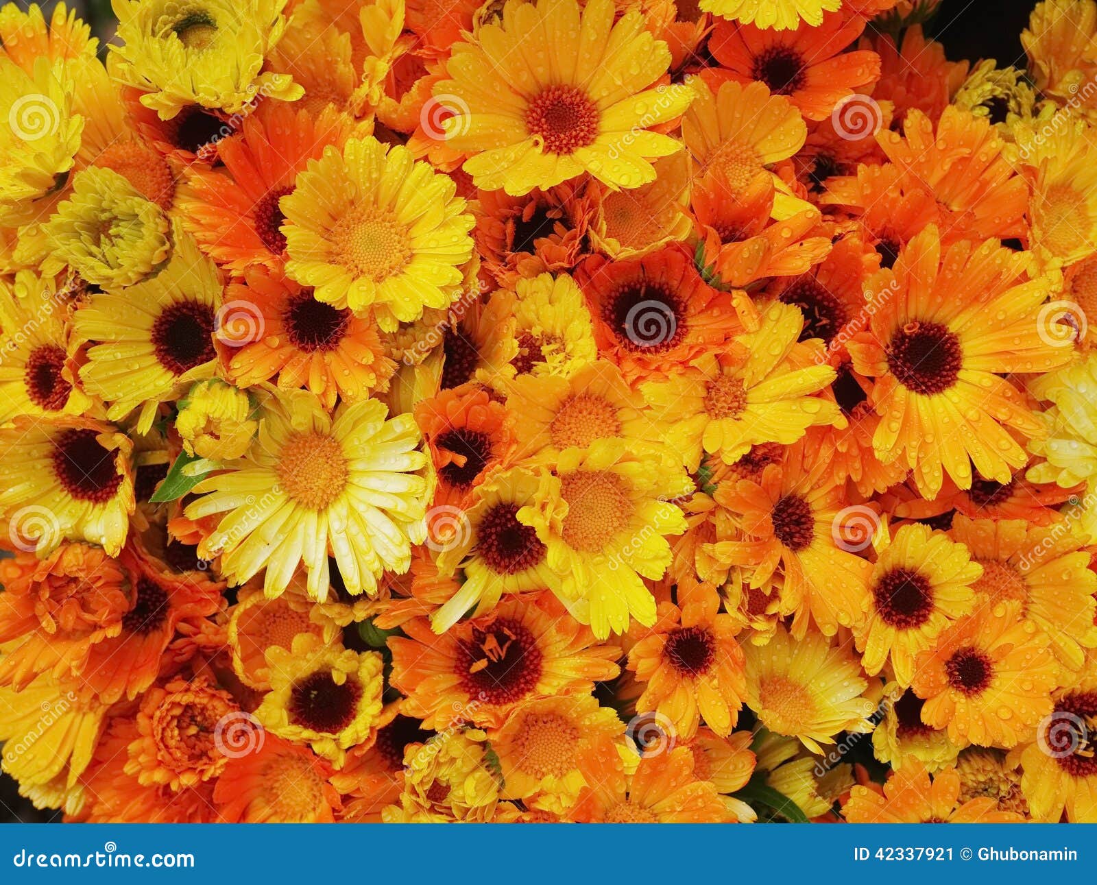 Orange and yellow flowers stock image. Image of bunch 42337921