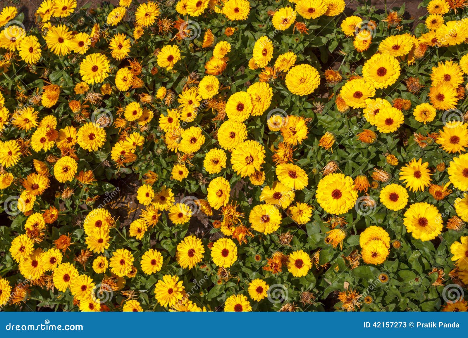 Orange Yellow Flowers, Flower Bed Stock Image Image of patch, flower 42157273