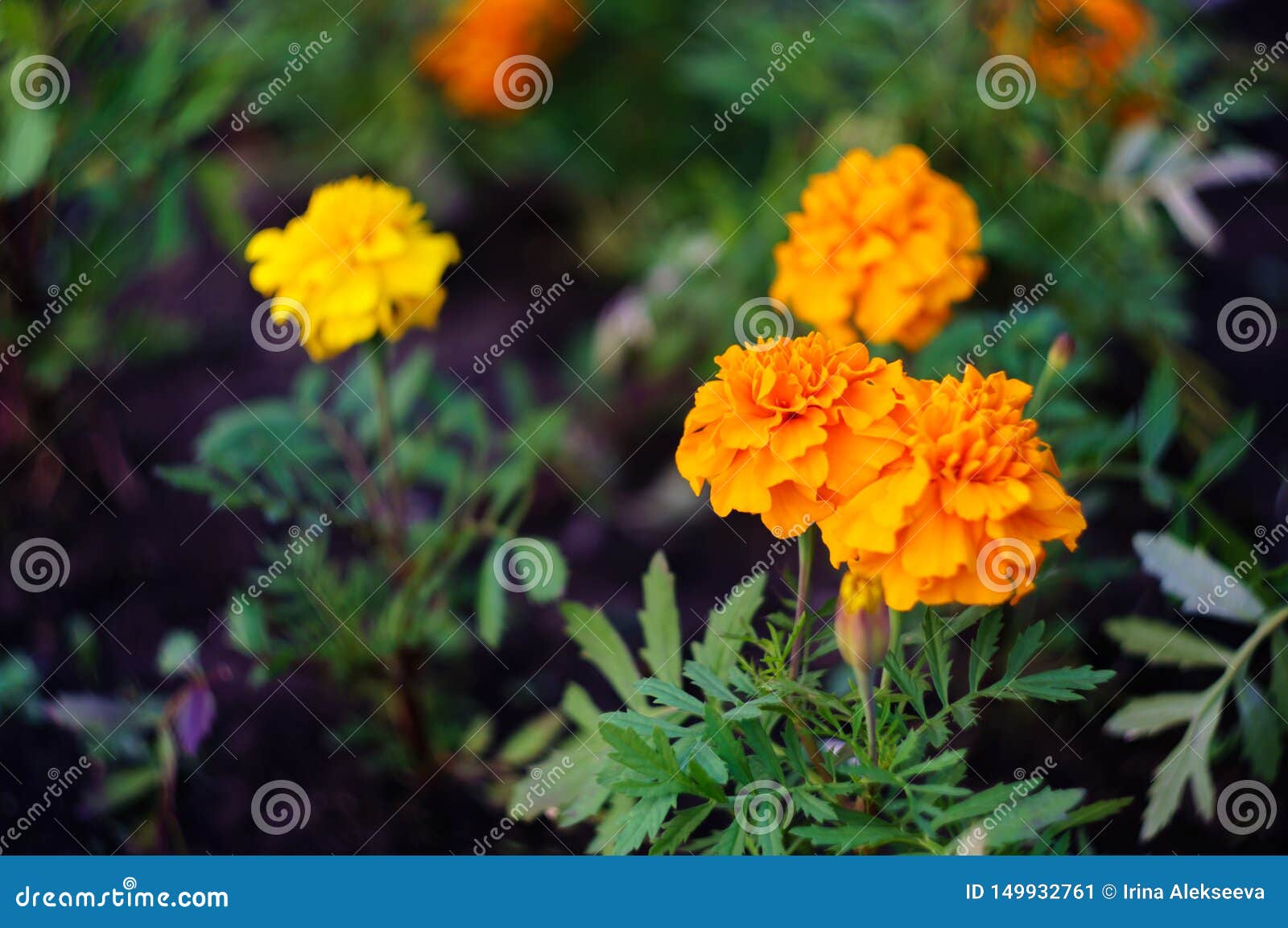 Orange and Yellow Marigold Flowers in the Garden.Tagetes Patula Stock ...